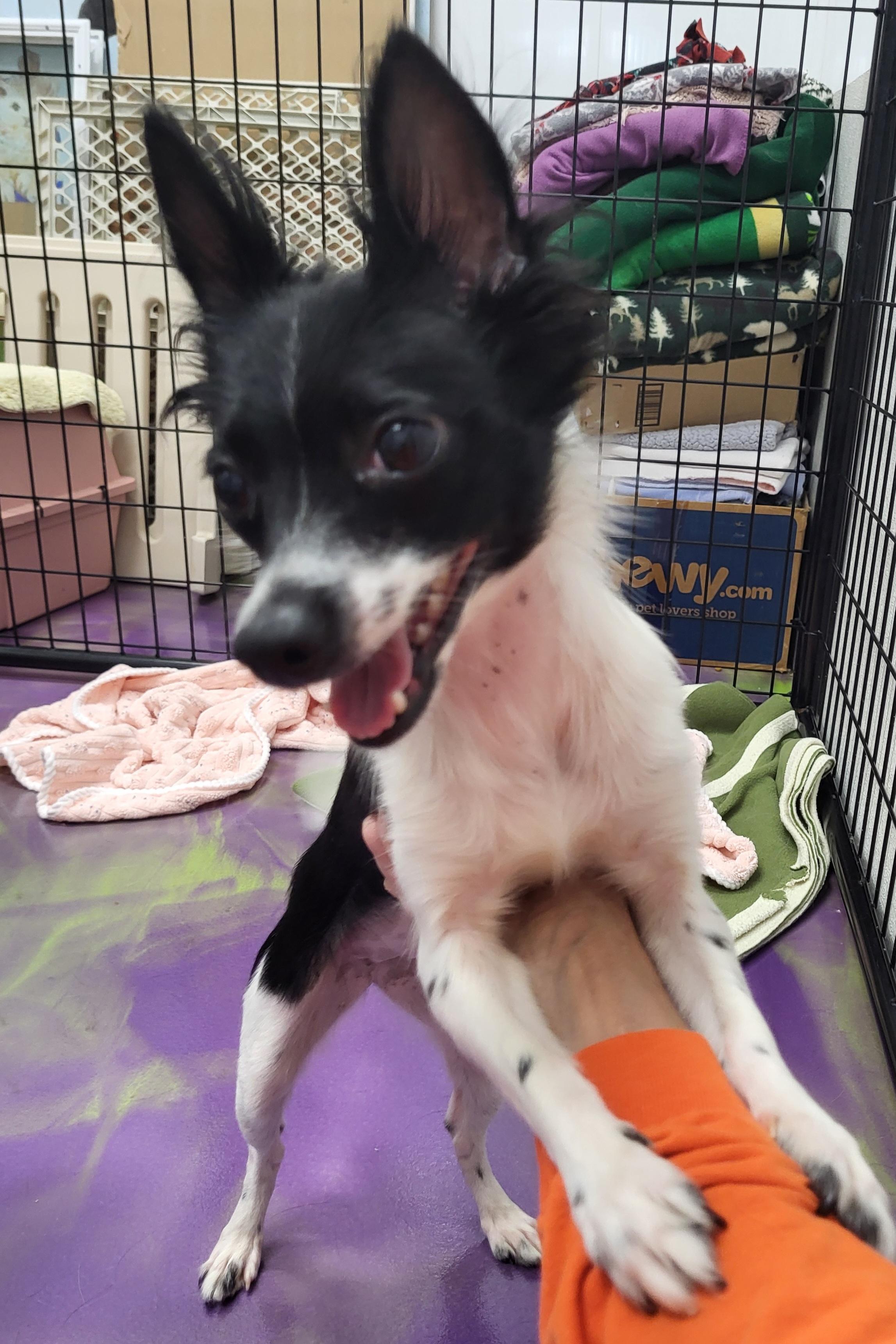 Abbie, an adopted mixed breed in Anna, IL image 4/4