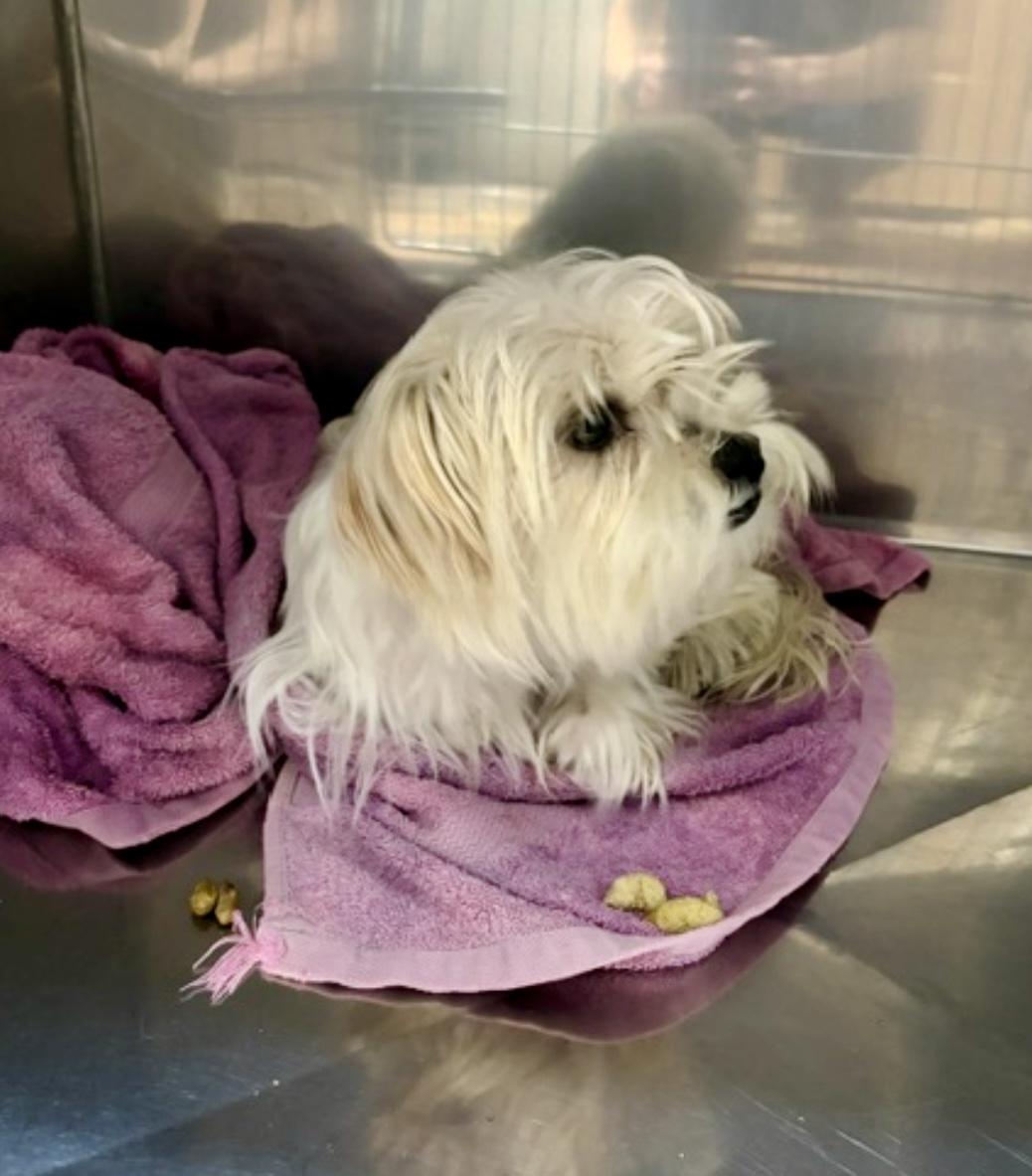 Teo, Adoptable, Young Male Yorkshire Terrier.