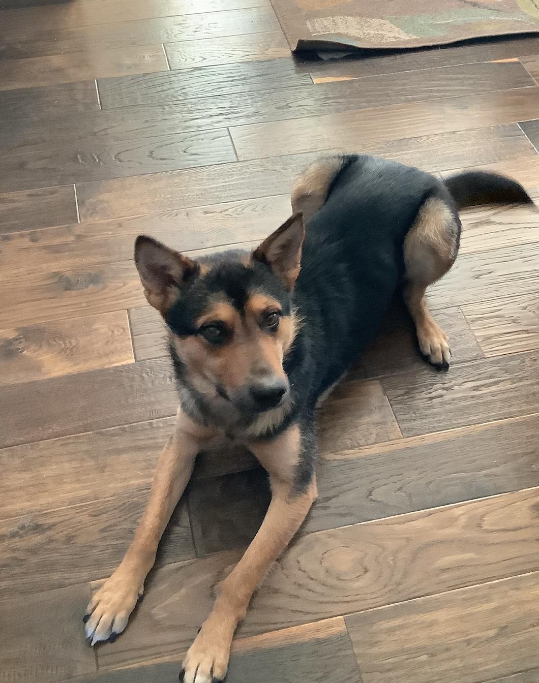 Benji, a Adoptable mixed breed in Calgary, AB image 3/4