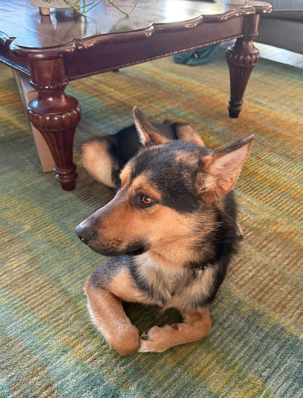 Benji, a Adoptable mixed breed in Calgary, AB image 1/4