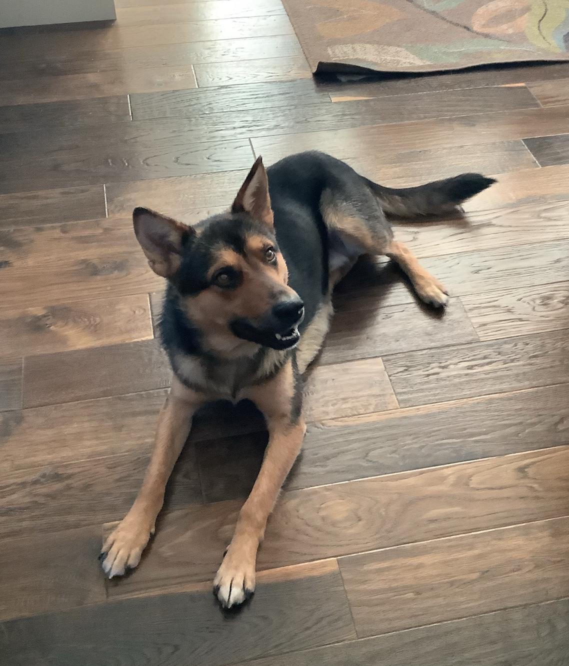 Benji, a Adoptable mixed breed in Calgary, AB image 2/4