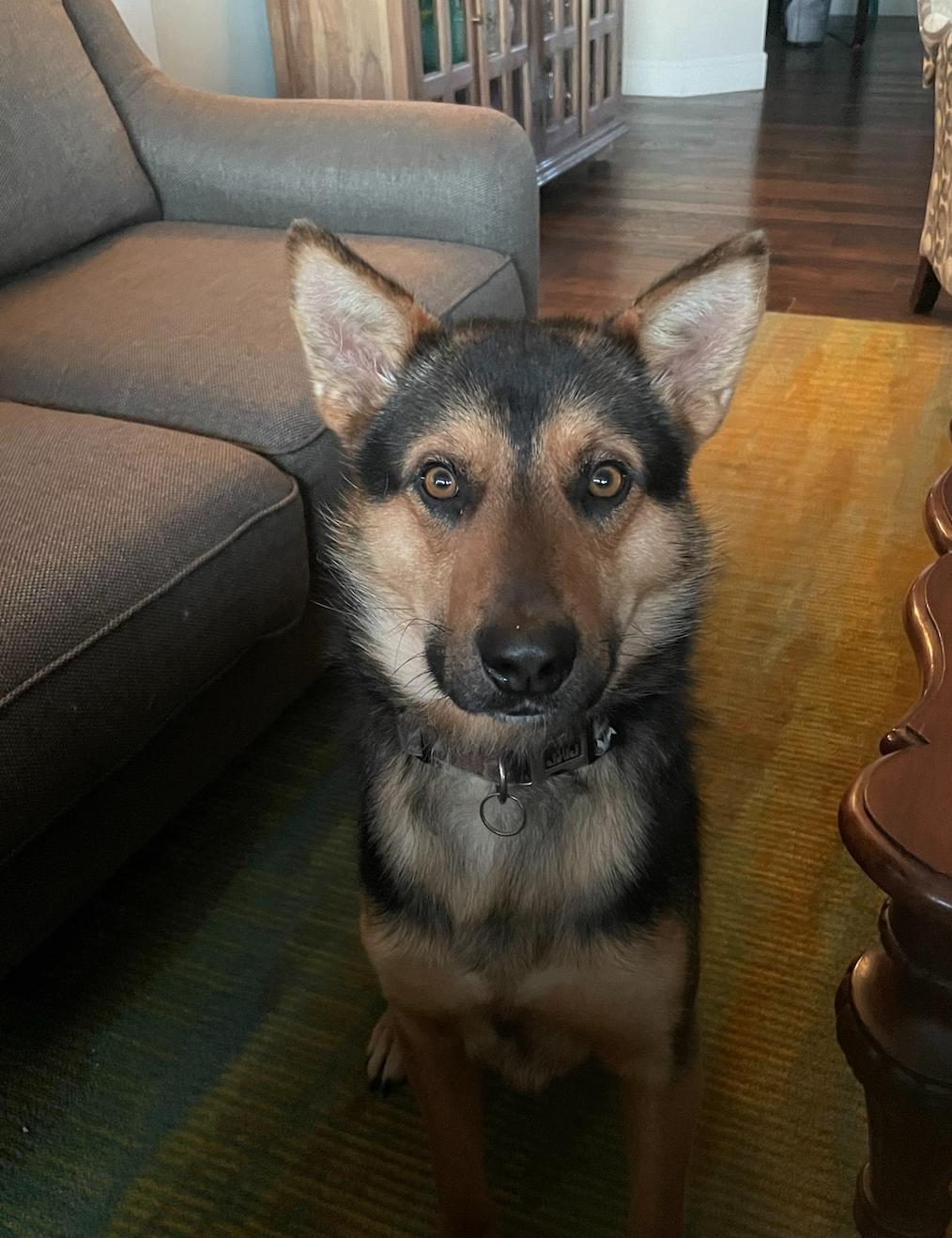 Benji, a Adoptable mixed breed in Calgary, AB image 4/4