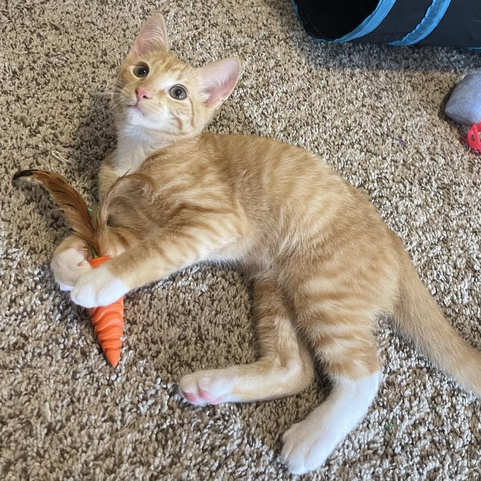 Aflac, ADOPTABLE, Kitten Male Domestic Short Hair.