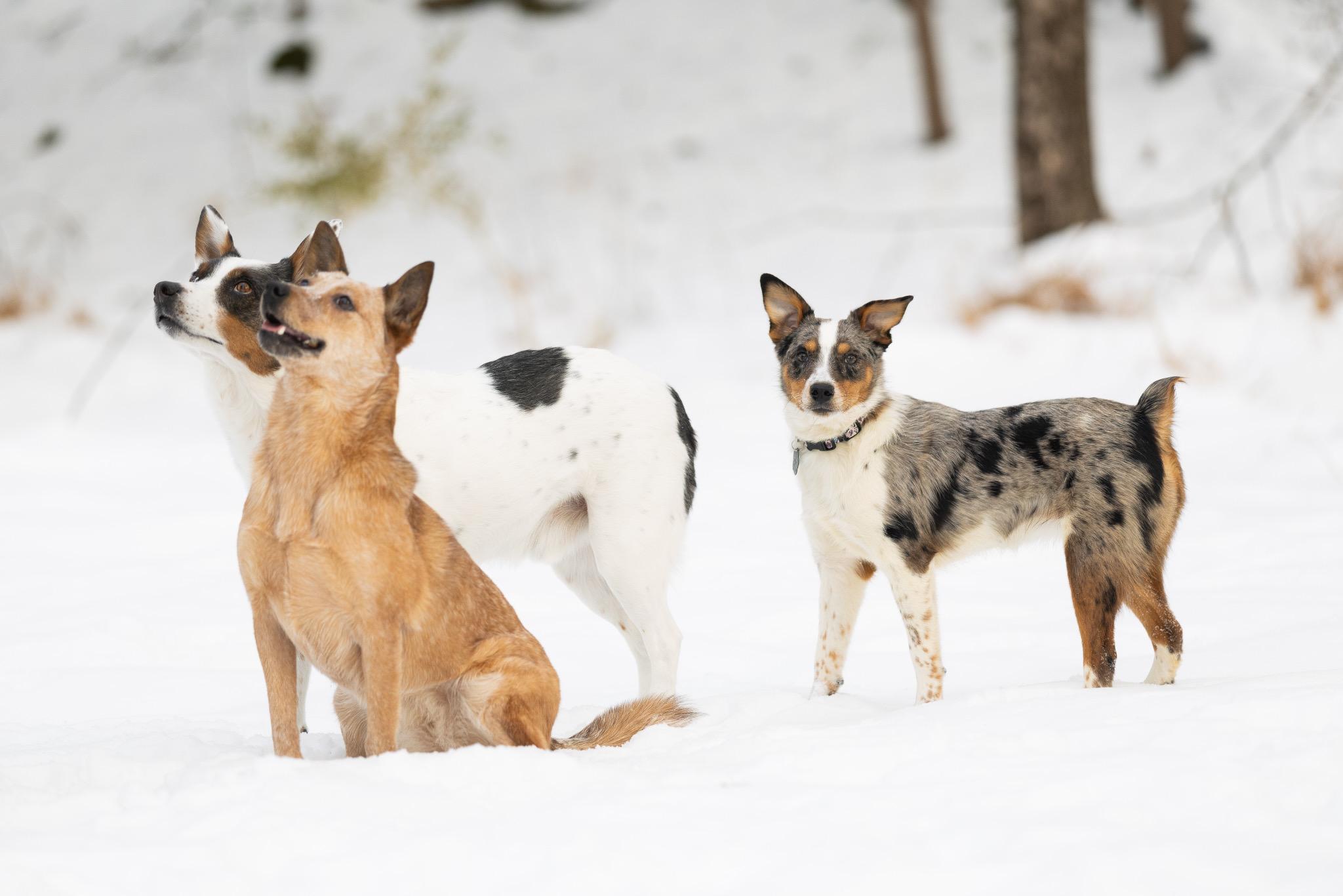 Enlarge Moose, an adopted mixed breed in Poughkeepsie, NY image 2/6