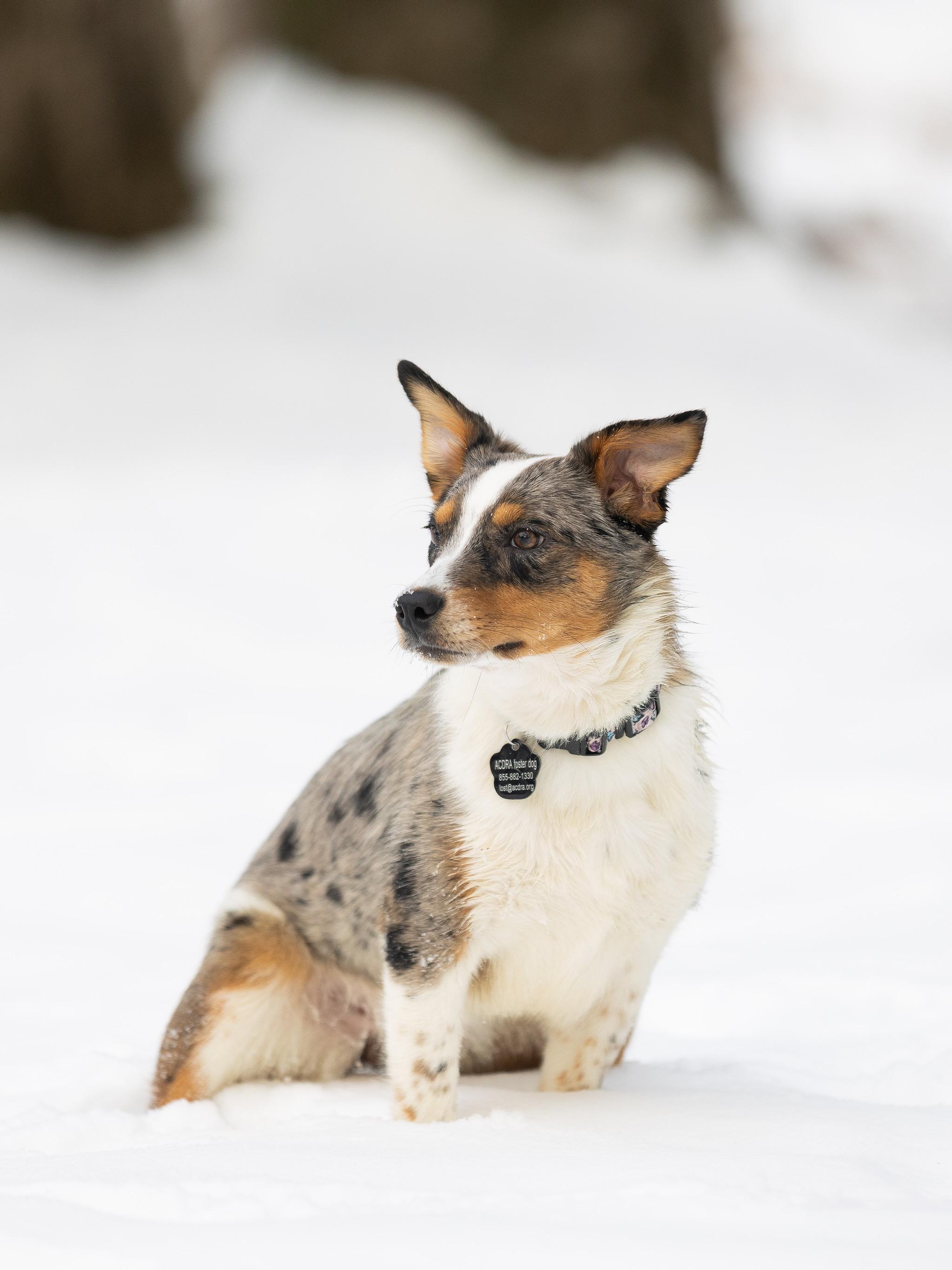 Enlarge Moose, an adopted mixed breed in Poughkeepsie, NY image 5/6