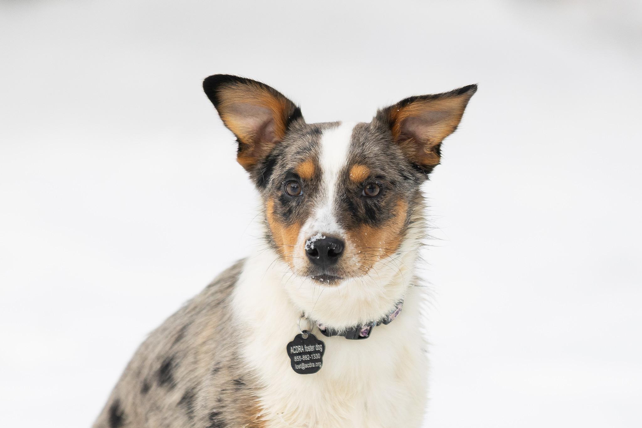 Moose, ADOPTABLE, Young Female Australian Cattle Dog / Blue Heeler.