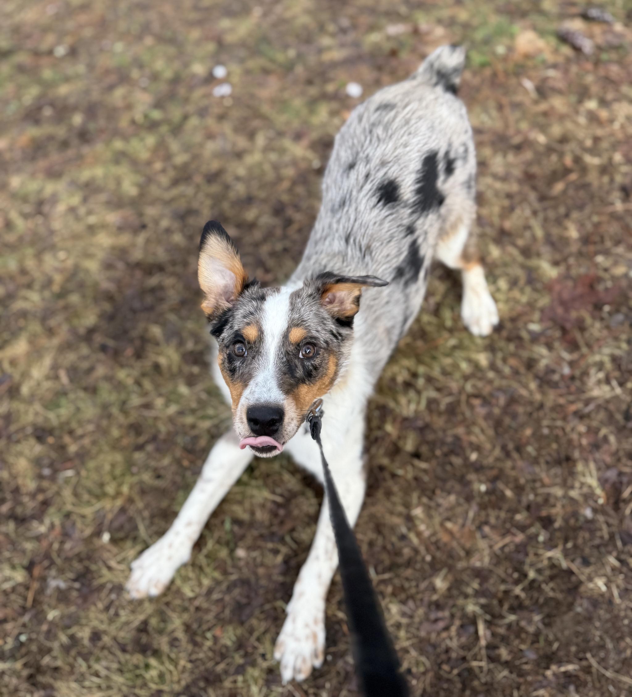 Enlarge Moose, an adopted mixed breed in Poughkeepsie, NY image 3/6
