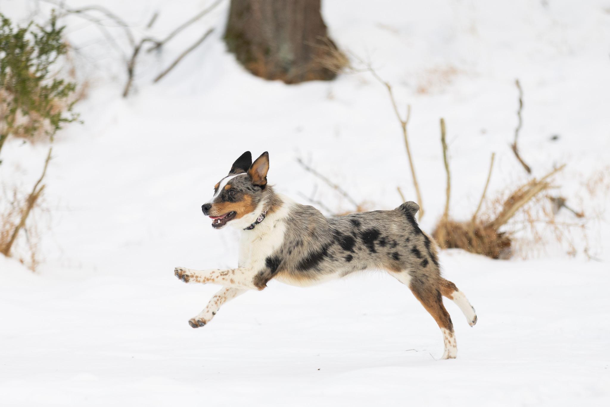 Enlarge Moose, an adopted mixed breed in Poughkeepsie, NY image 4/6