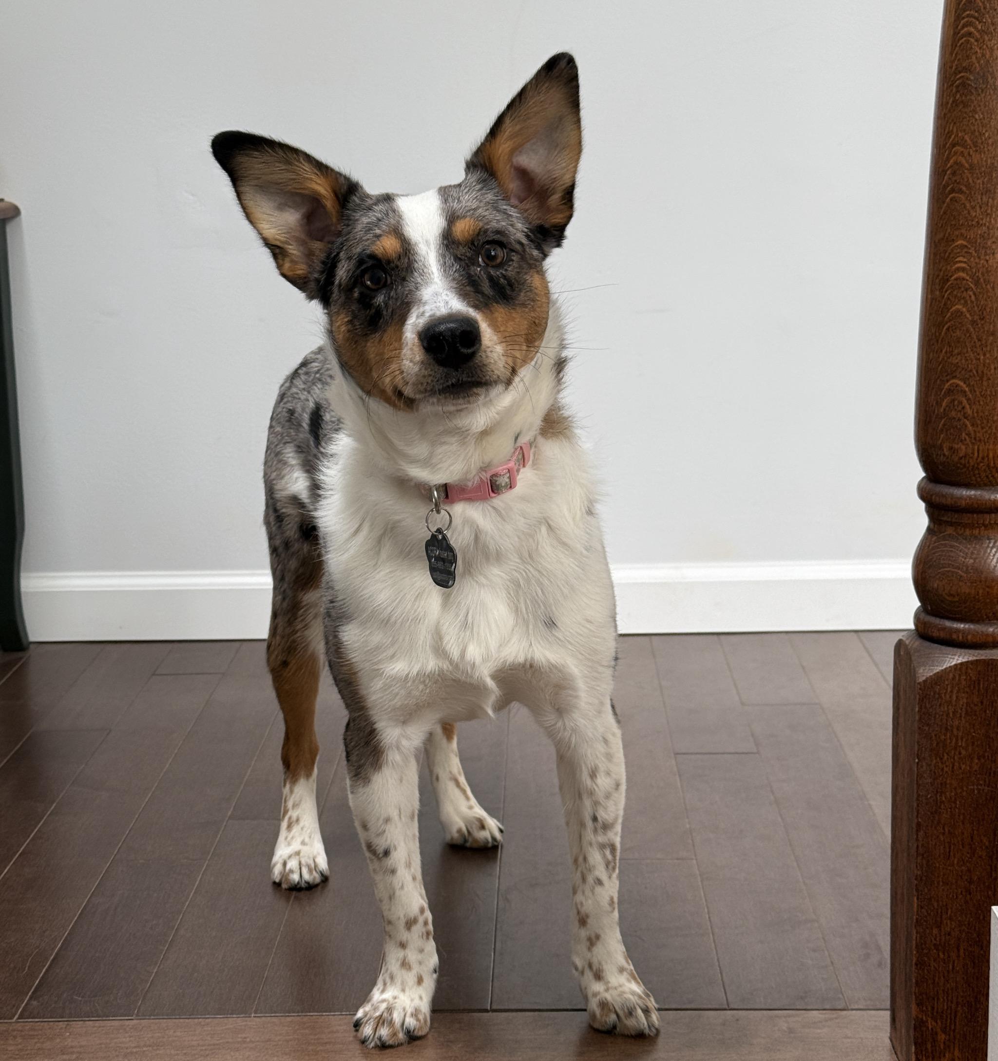 Enlarge Moose, an adopted mixed breed in Poughkeepsie, NY image 6/6