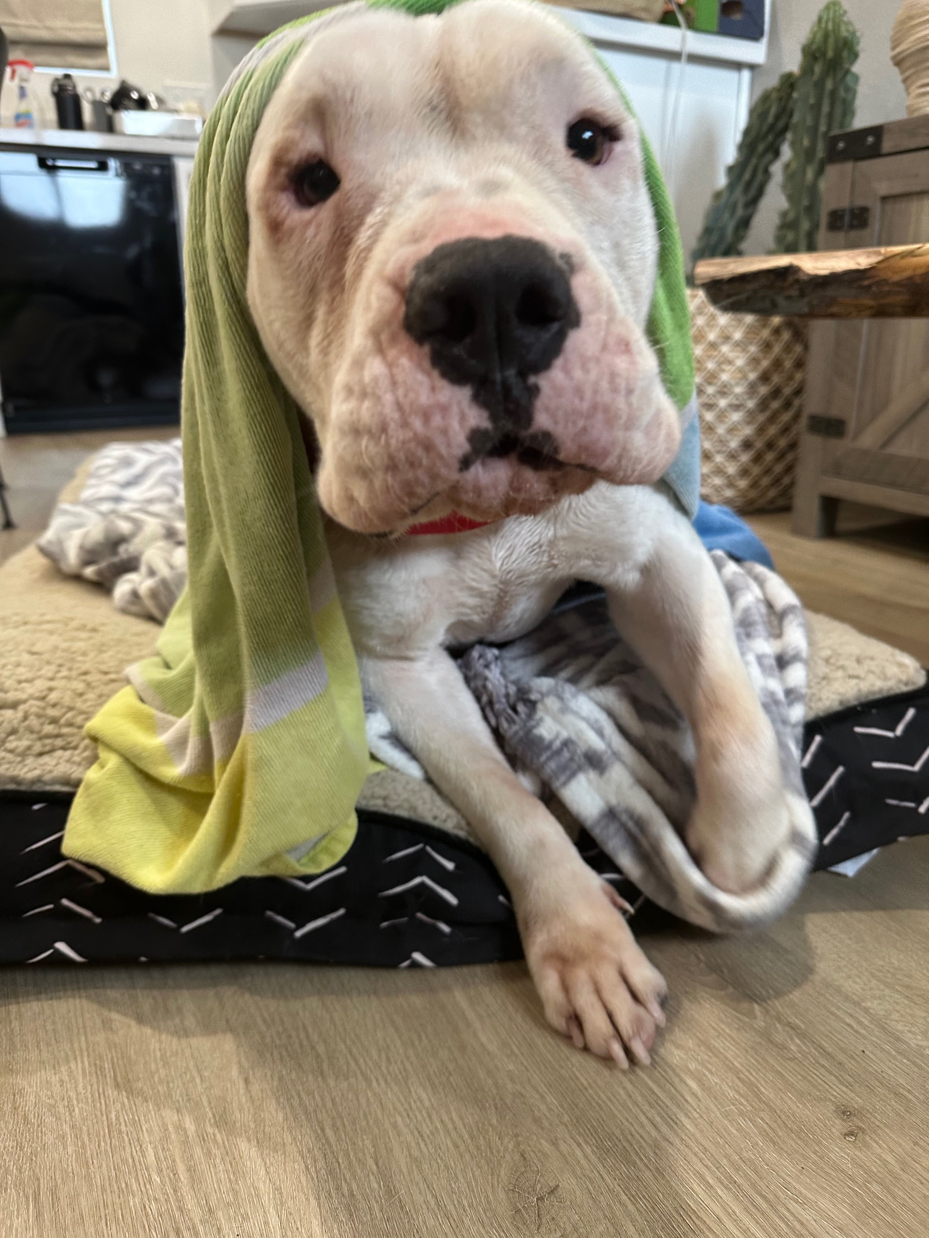 PEACH, Adopted, Adult Female Dogo Argentino & Pit Bull Terrier.