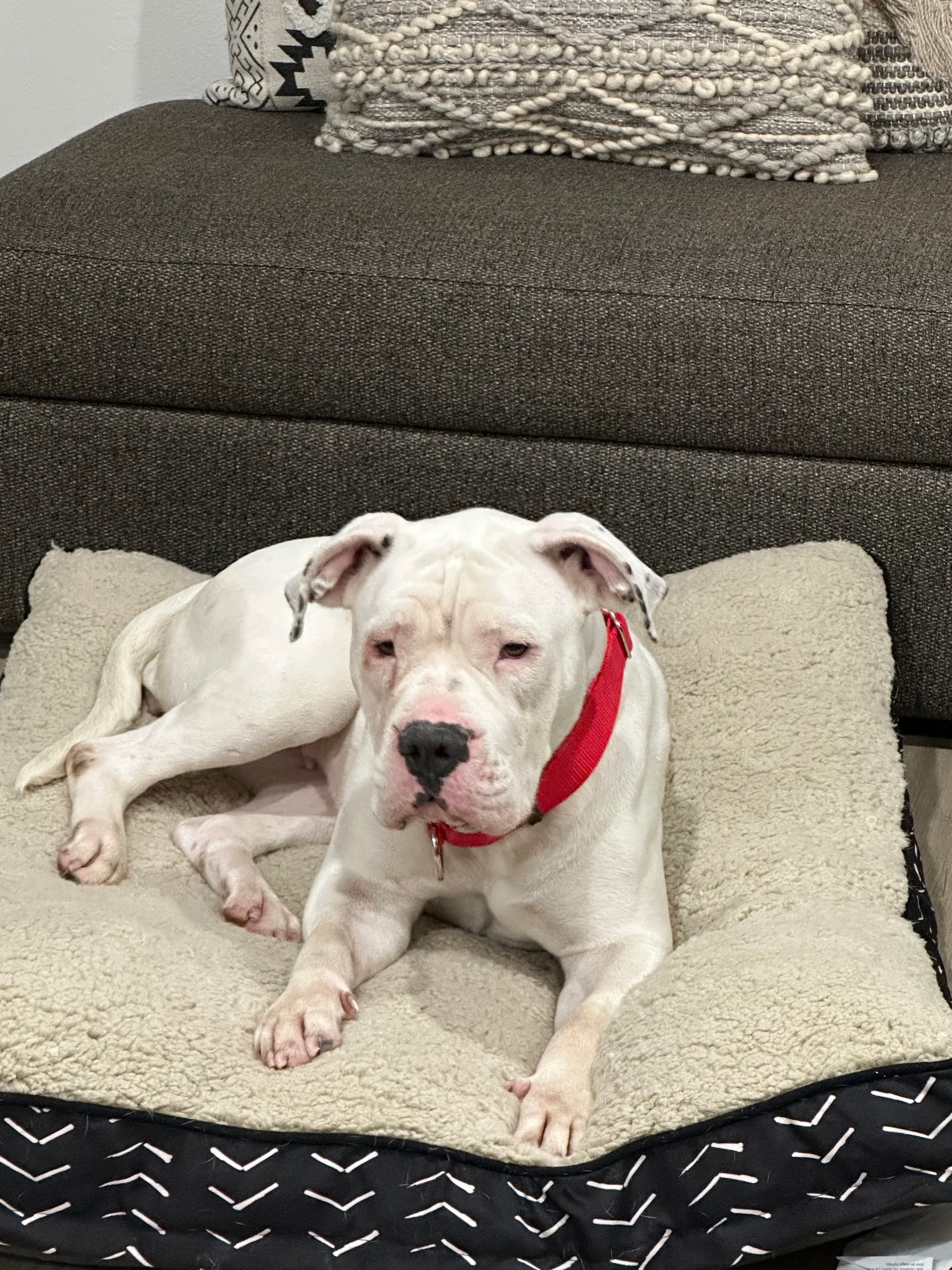 Enlarge PEACH, a Adopted mixed breed in San Tan Valley, AZ image 3/5