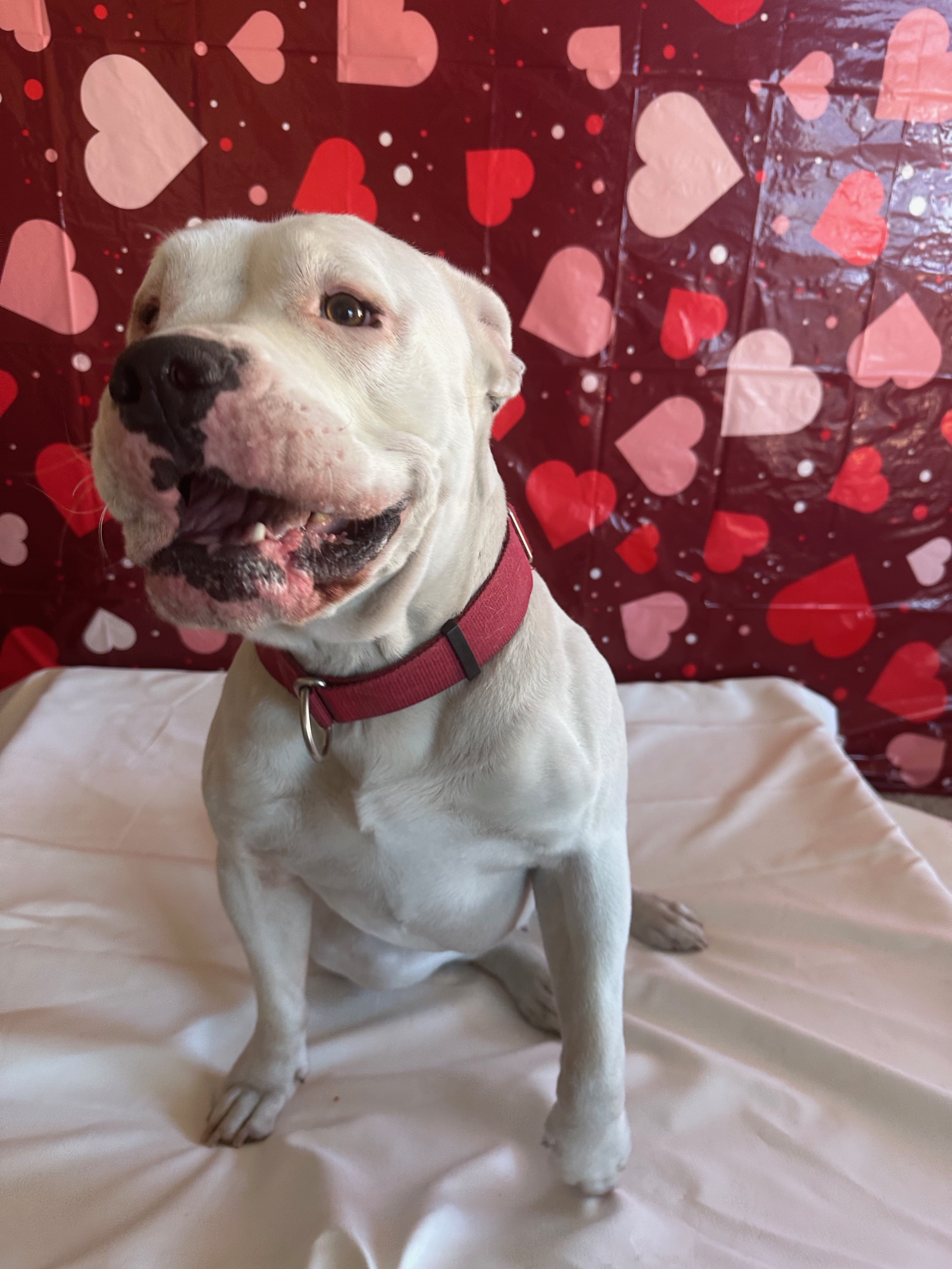 Enlarge PEACH, a Adopted mixed breed in San Tan Valley, AZ image 5/5