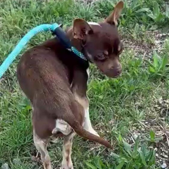 Enlarge Alfie, an adopted Chihuahua in Tulsa, OK image 2/2