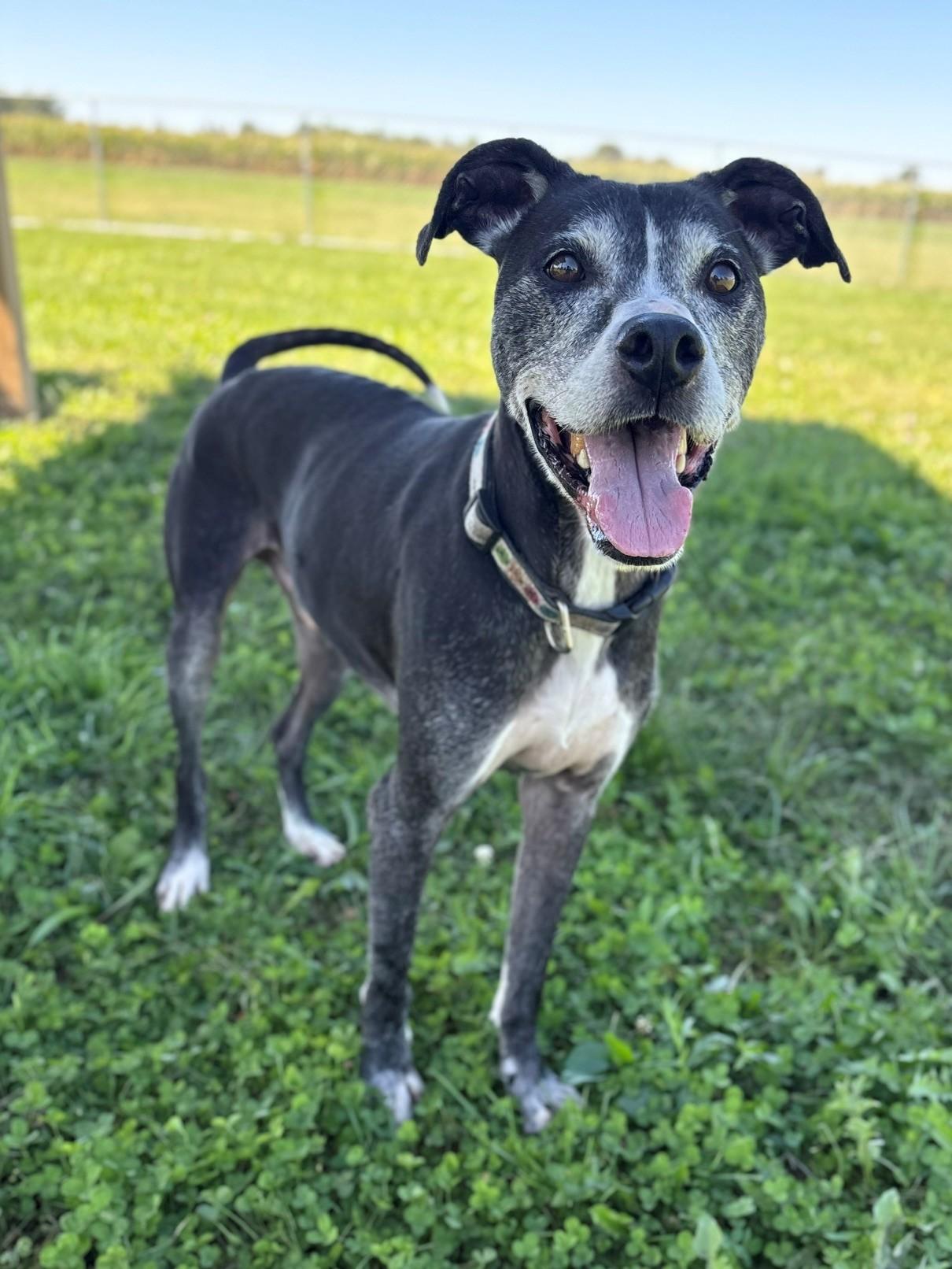 Enlarge Buck, a Adoptable Mixed Breed in Ionia, MI image 6/6