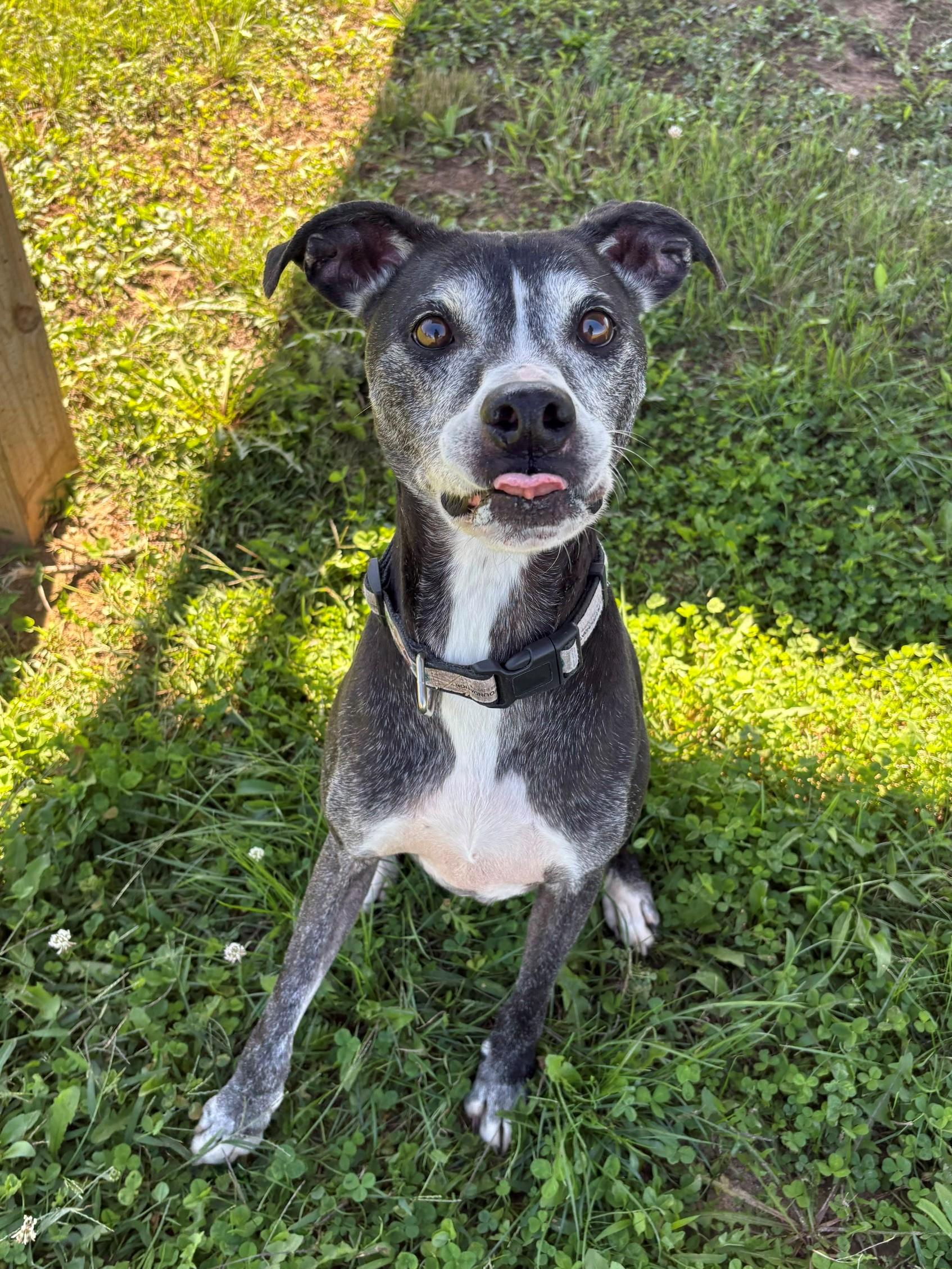 Enlarge Buck, a Adoptable Mixed Breed in Ionia, MI image 4/6