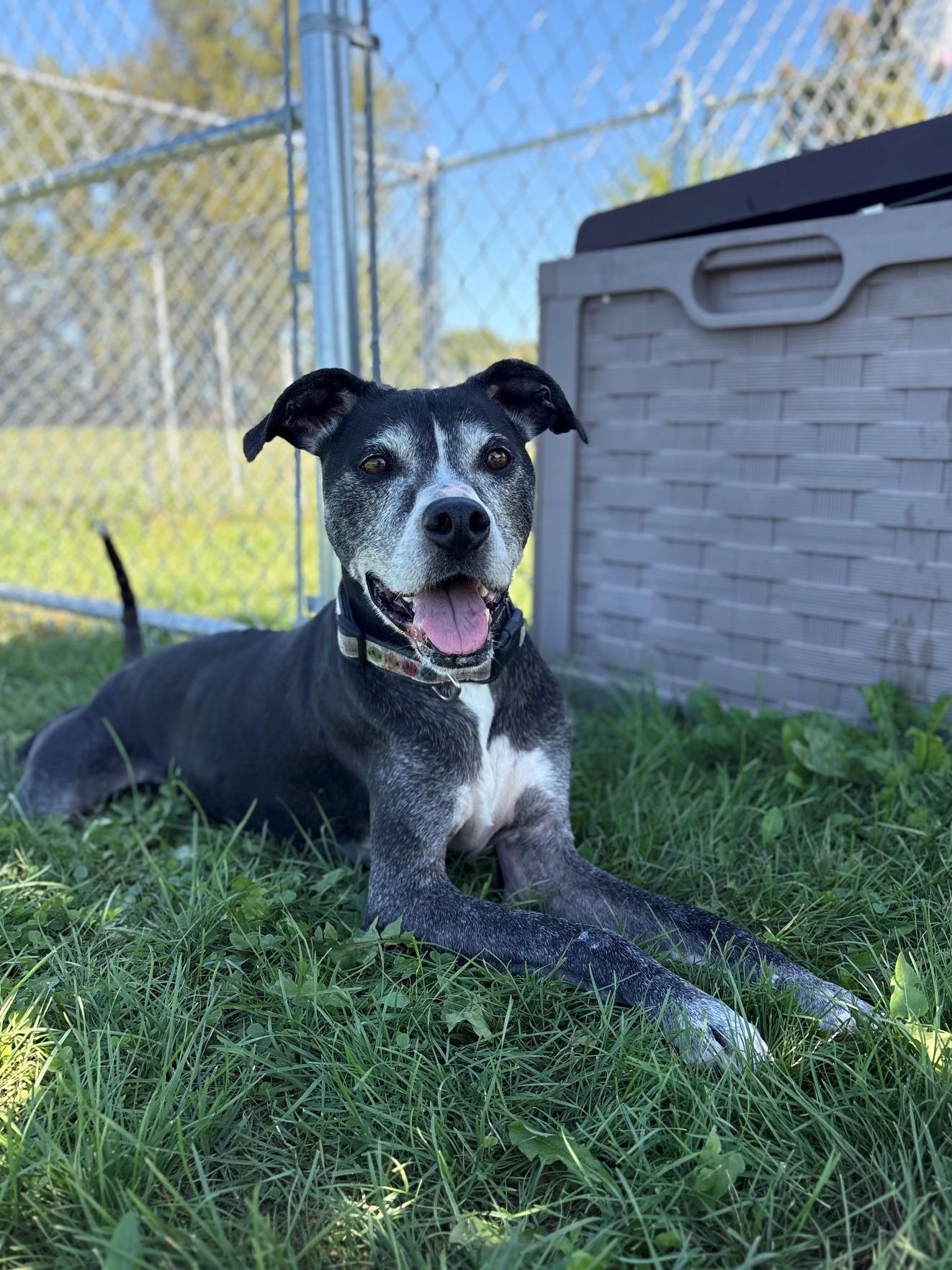 Enlarge Buck, a Adoptable Mixed Breed in Ionia, MI image 5/6