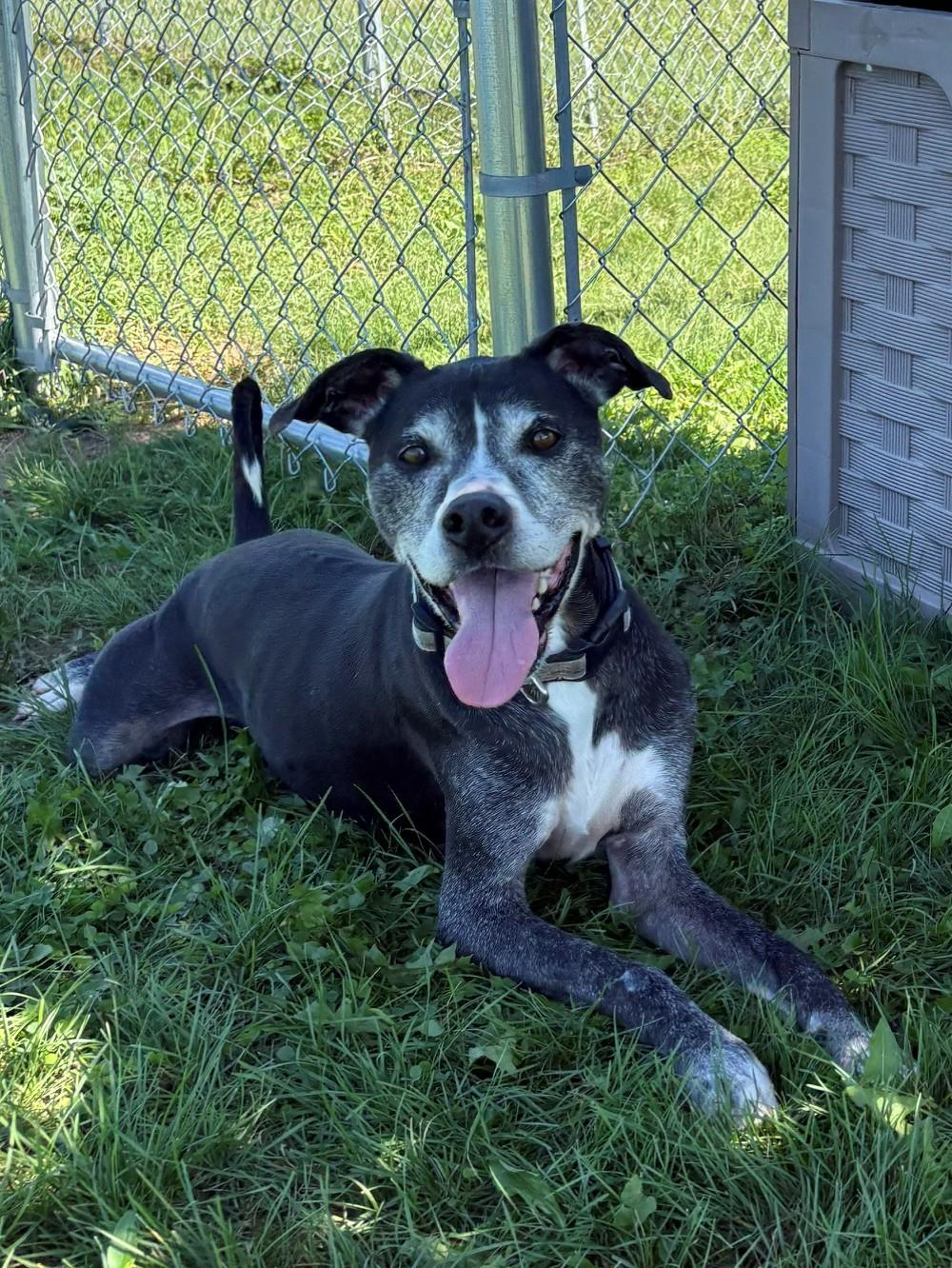 Enlarge Buck, a Adoptable Mixed Breed in Ionia, MI image 3/6