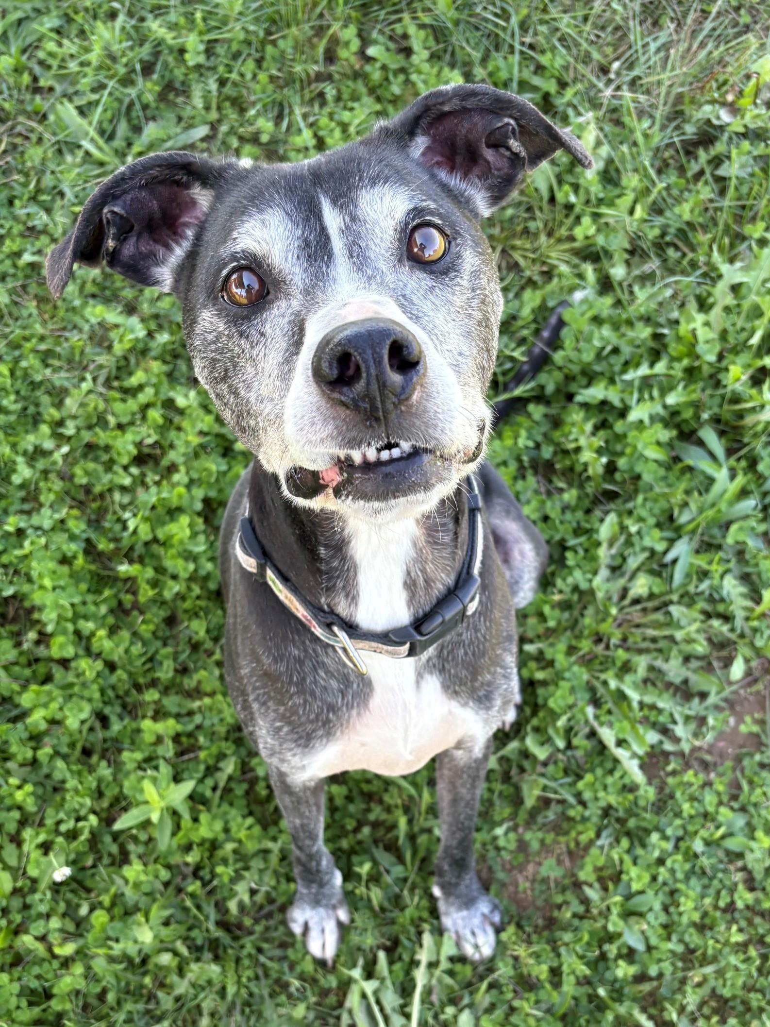 Buck, Adoptable, Senior Male Mixed Breed.