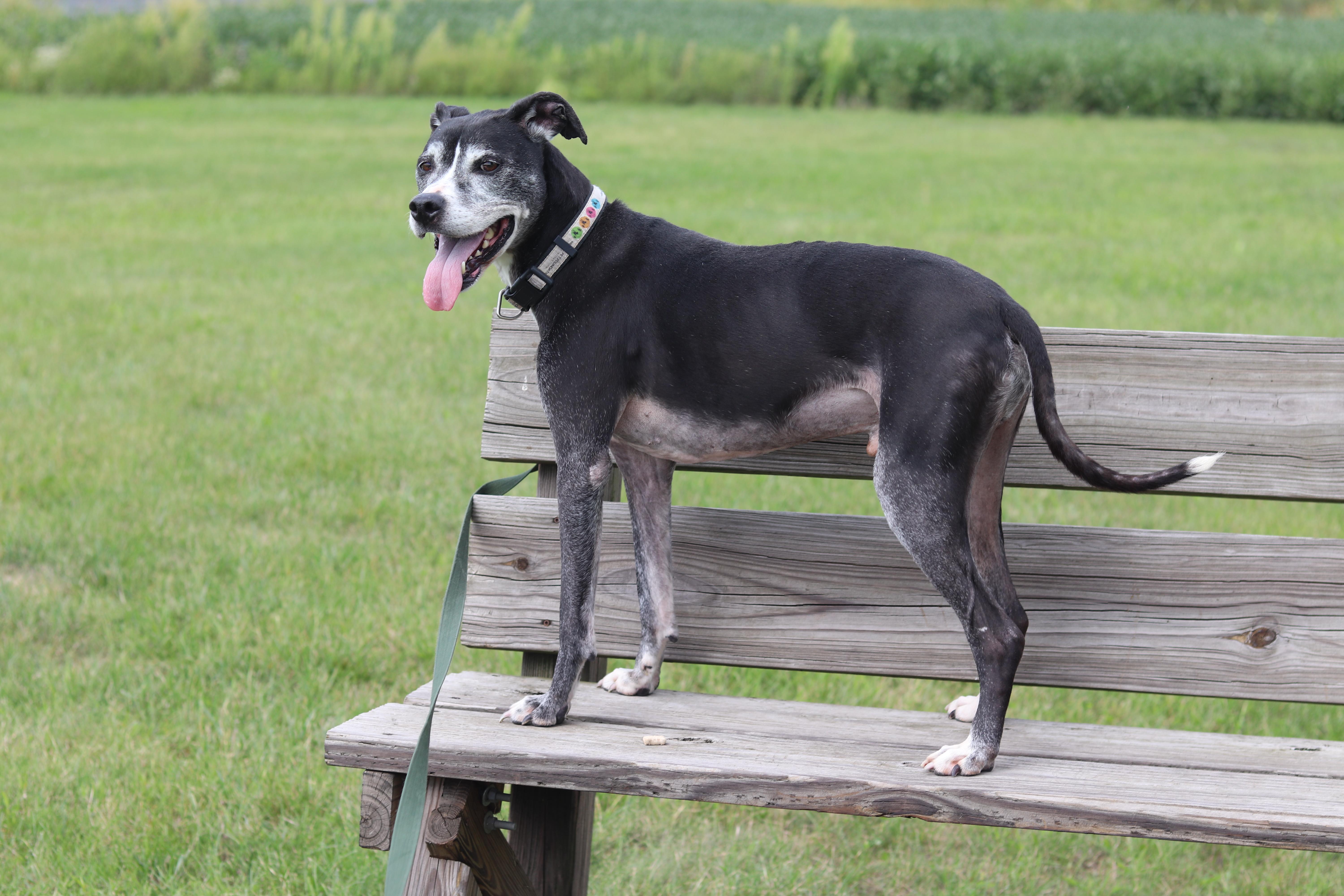 Enlarge Buck, a Adoptable Mixed Breed in Ionia, MI image 2/6
