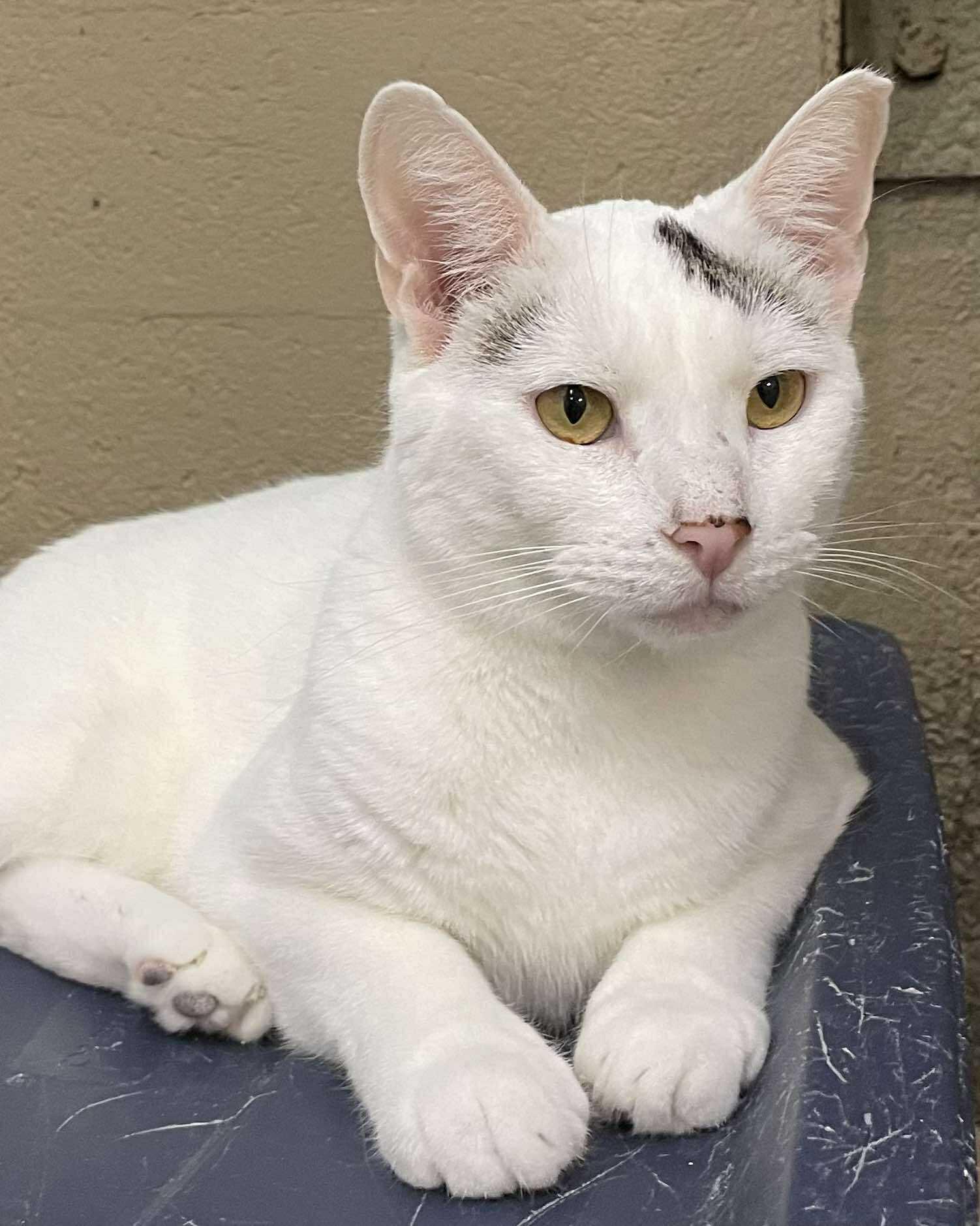 Enlarge Antonio, a Adoptable Domestic Short Hair in Gonic, NH image 1/3