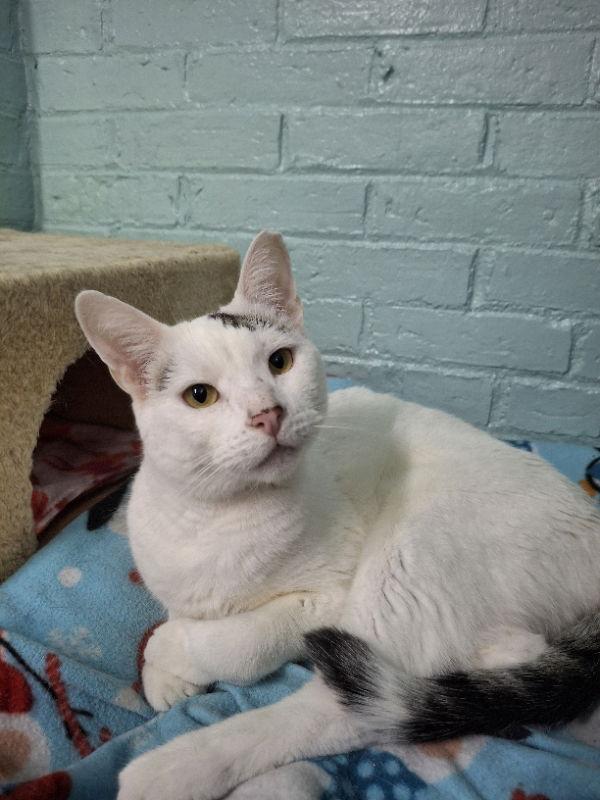 Enlarge Antonio, a Adoptable Domestic Short Hair in Gonic, NH image 2/3