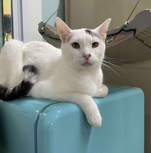 Enlarge Antonio, a Adoptable Domestic Short Hair in Gonic, NH image 3/3