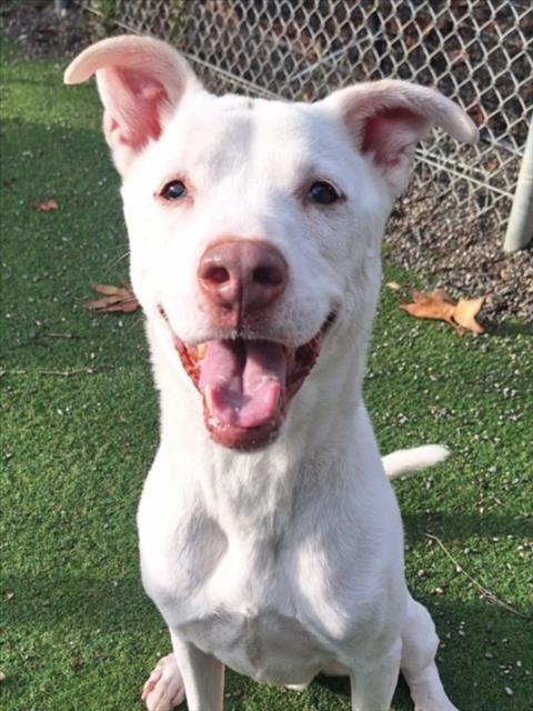 Enlarge SPIKE, a Adoptable mixed breed in Woodland, CA image 1/1