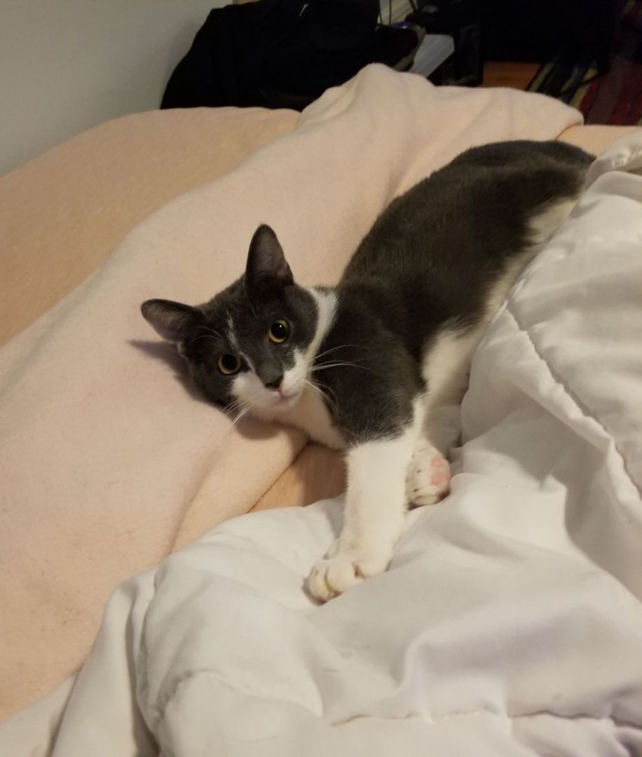 Enlarge Puma, a Adoptable Domestic Short Hair in Columbia, MD image 2/3