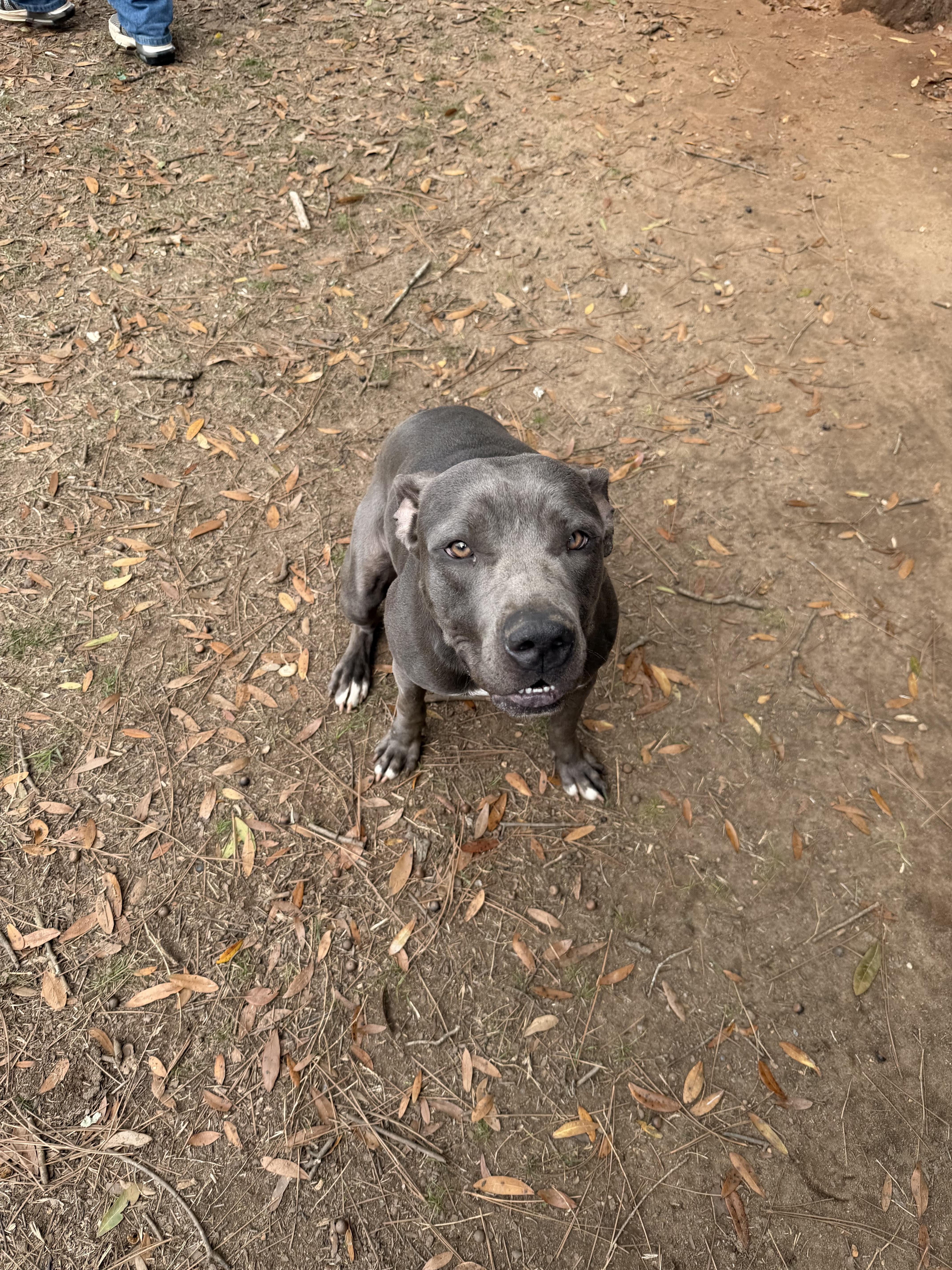 Enlarge Enzo , a ADOPTABLE Pit Bull Terrier in South Amboy, NJ image 4/6