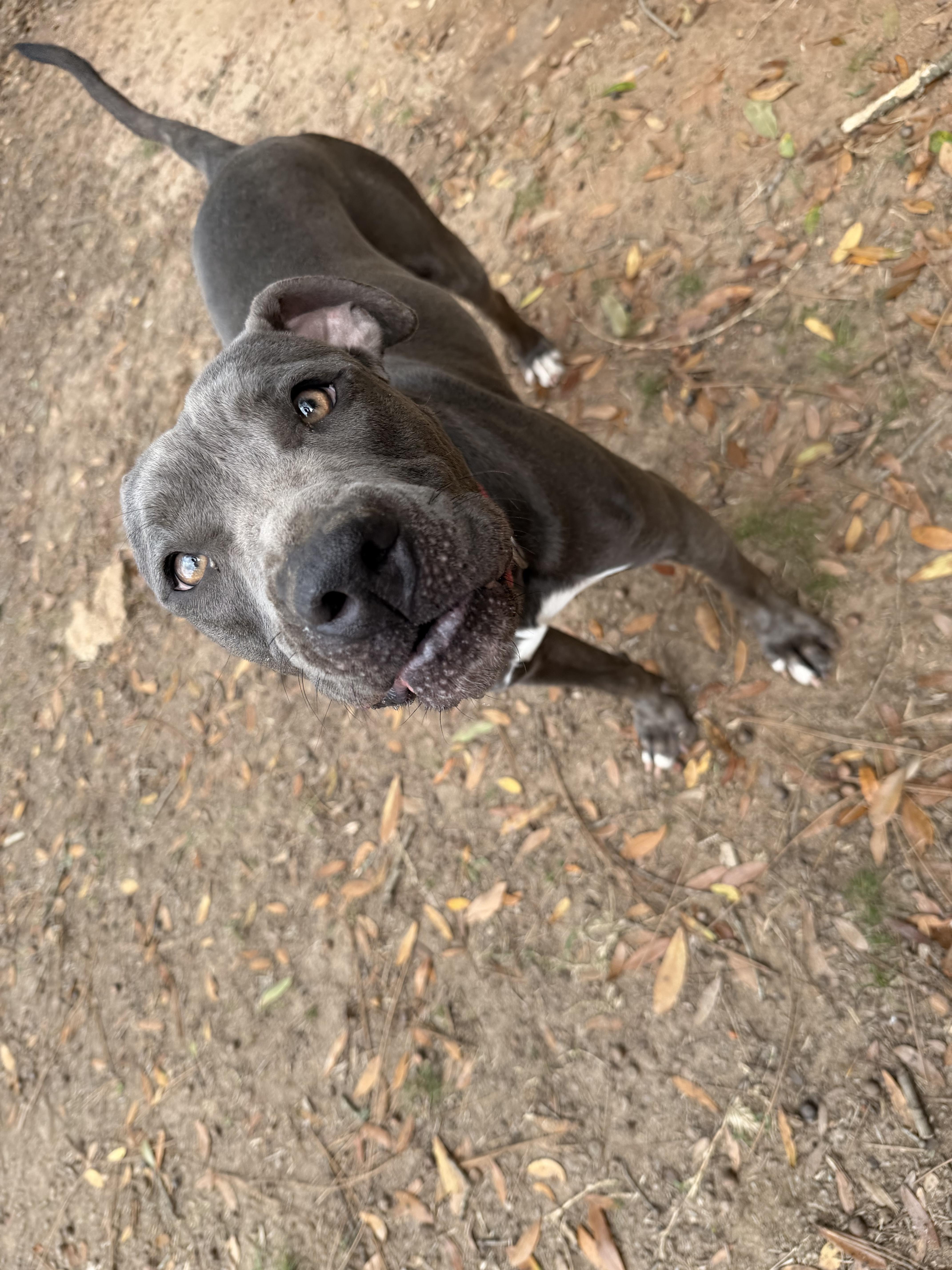 Enlarge Enzo , a ADOPTABLE Pit Bull Terrier in South Amboy, NJ image 5/6
