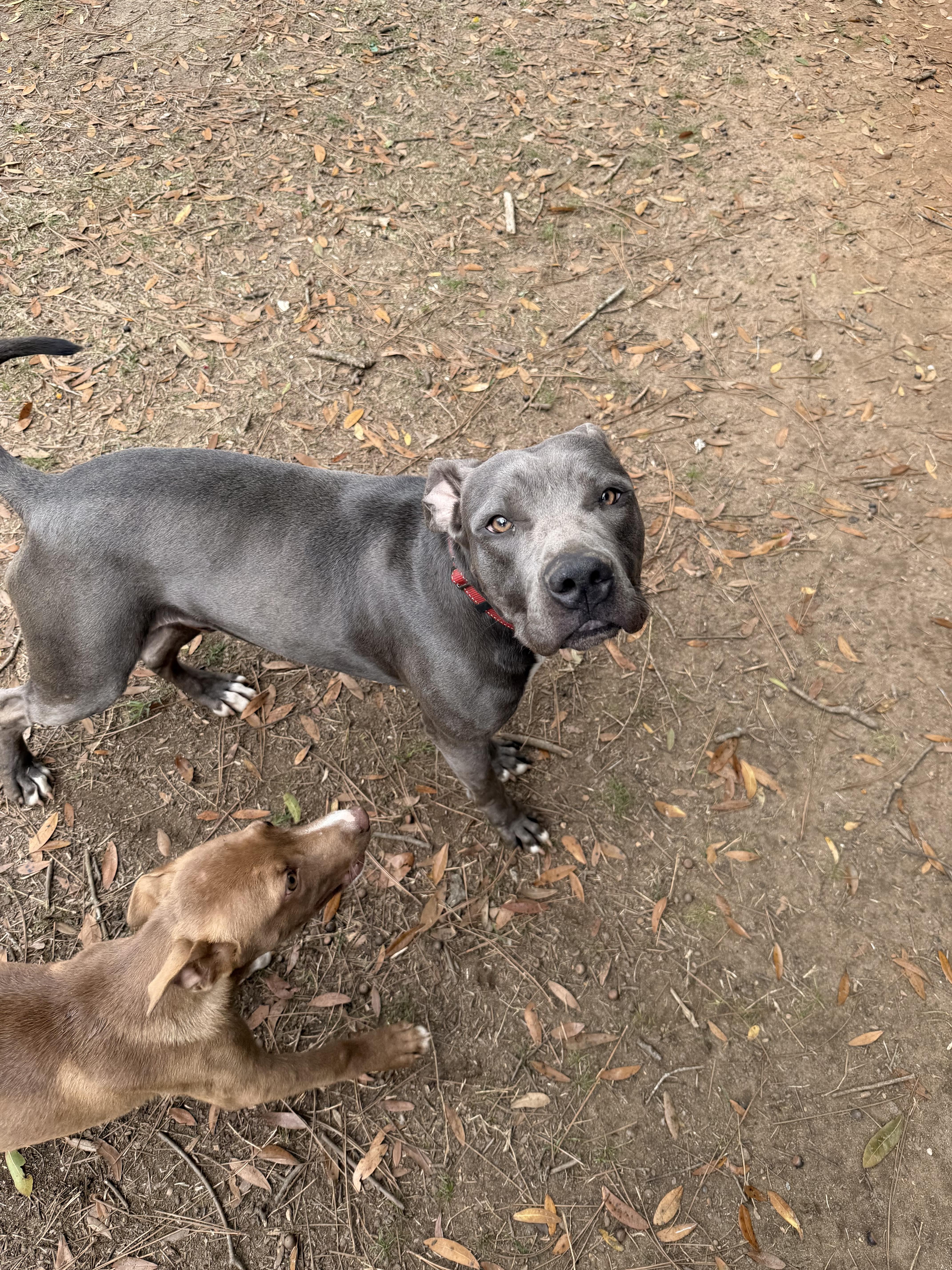 Enlarge Enzo , a ADOPTABLE Pit Bull Terrier in South Amboy, NJ image 3/6