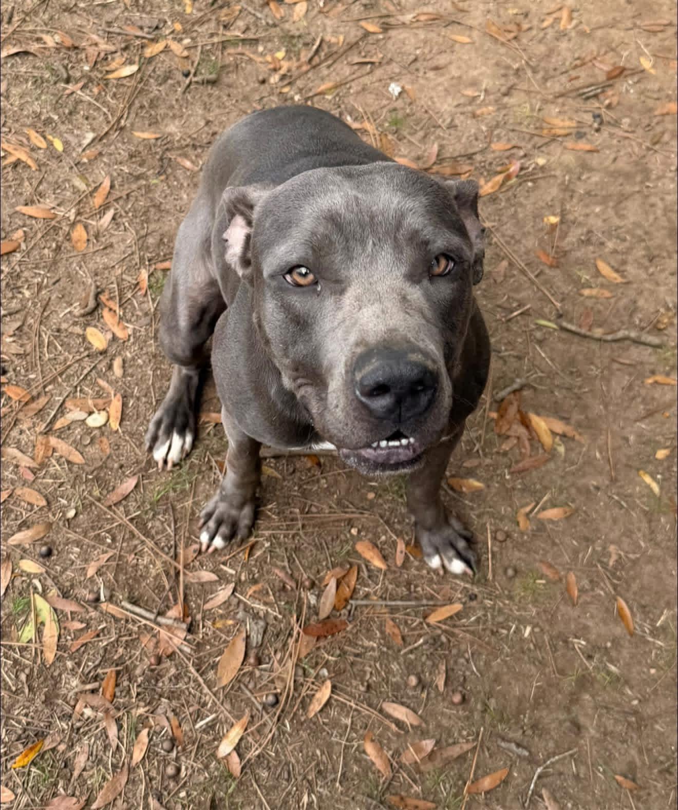 Enzo , ADOPTABLE, Young Female Pit Bull Terrier.