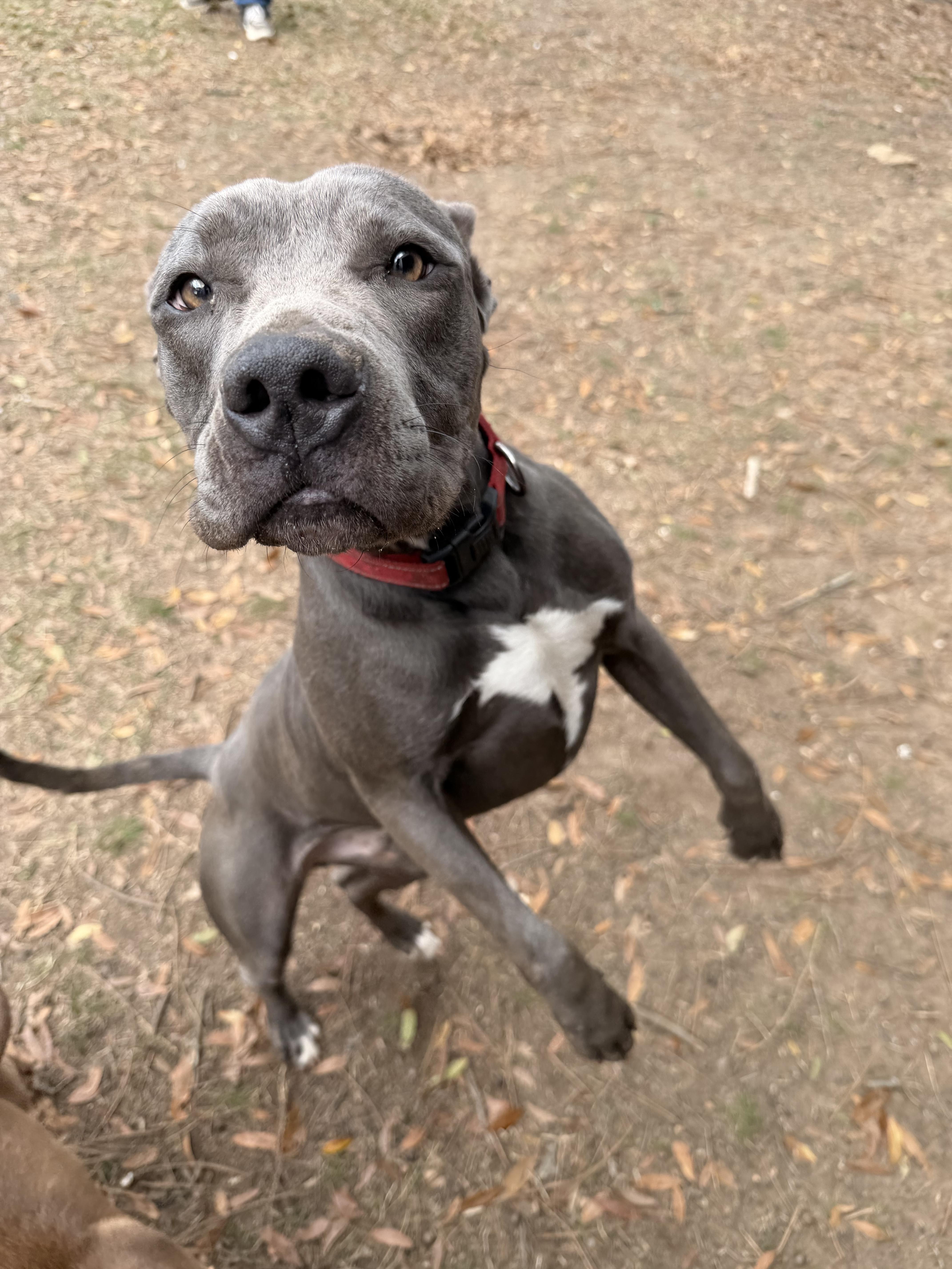 Enlarge Enzo , a ADOPTABLE Pit Bull Terrier in South Amboy, NJ image 6/6