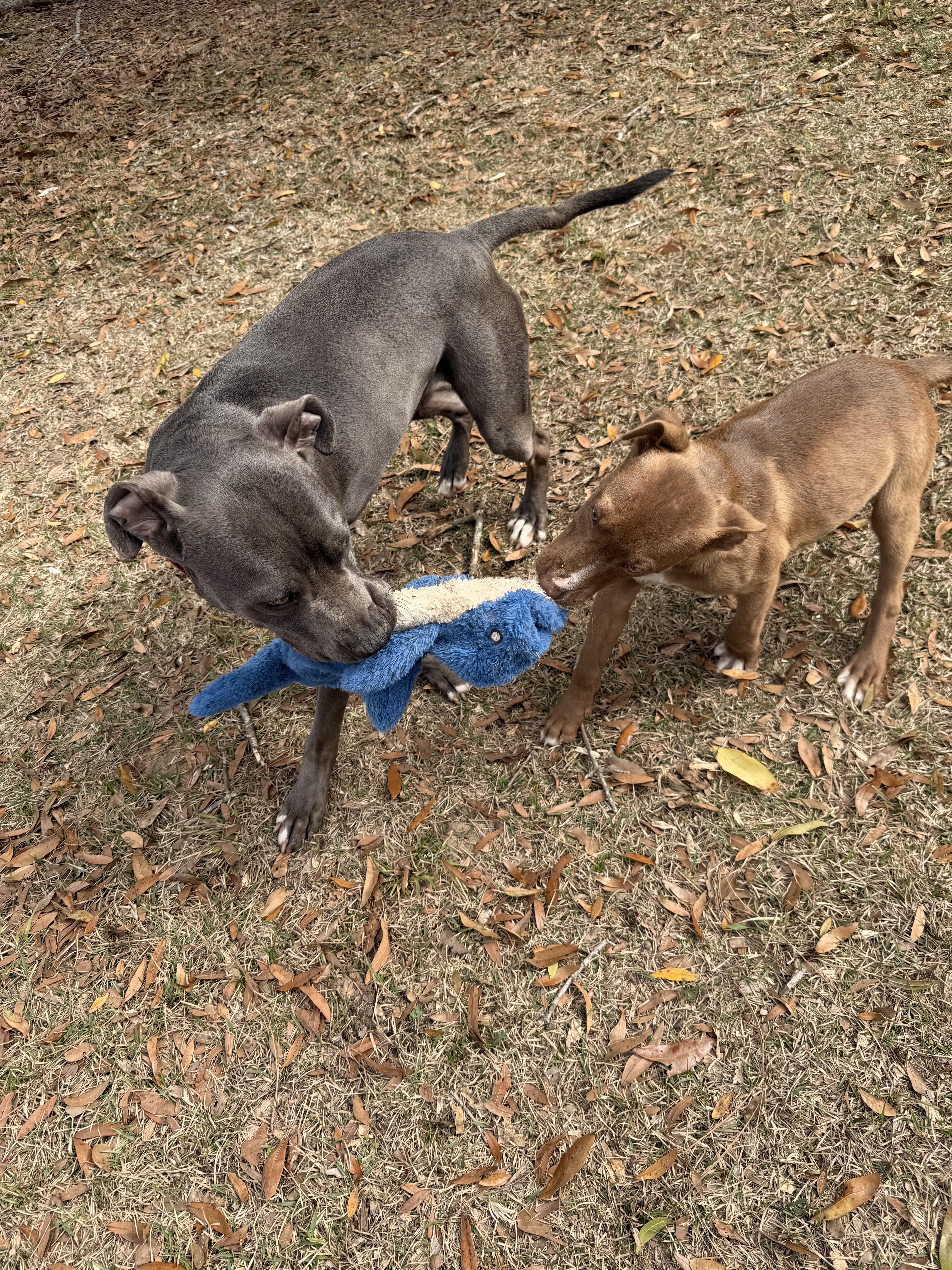 Enlarge Enzo , a ADOPTABLE Pit Bull Terrier in South Amboy, NJ image 2/6