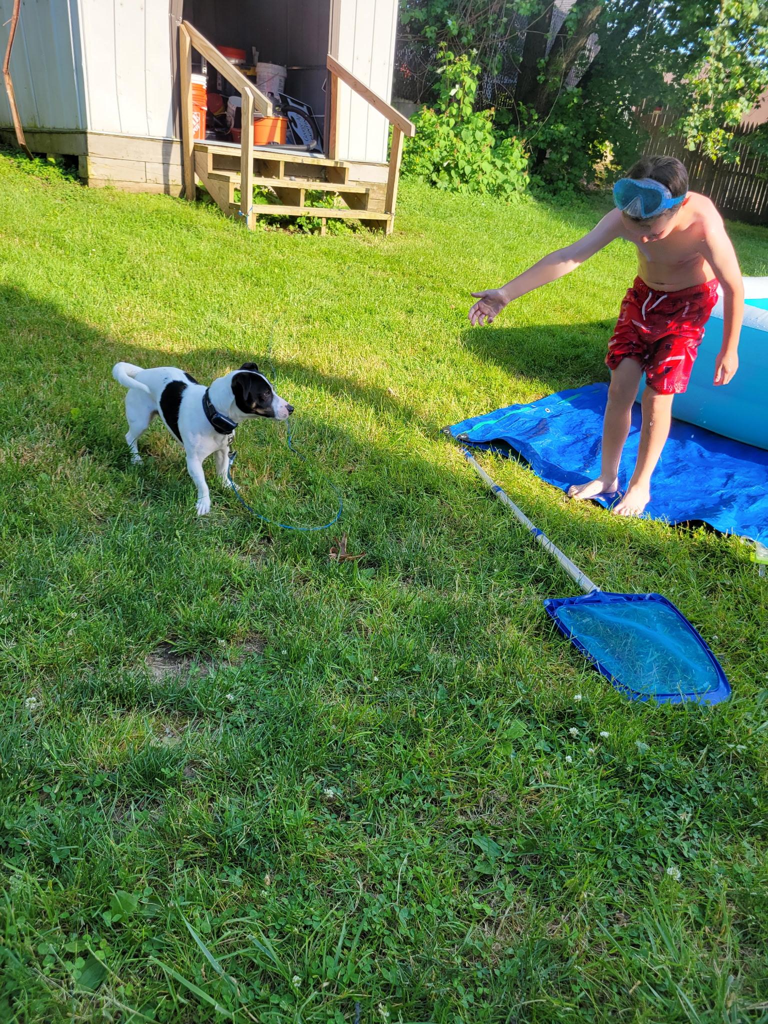 Enlarge Jax, an adopted Jack Russell Terrier in Albany, NY image 1/3