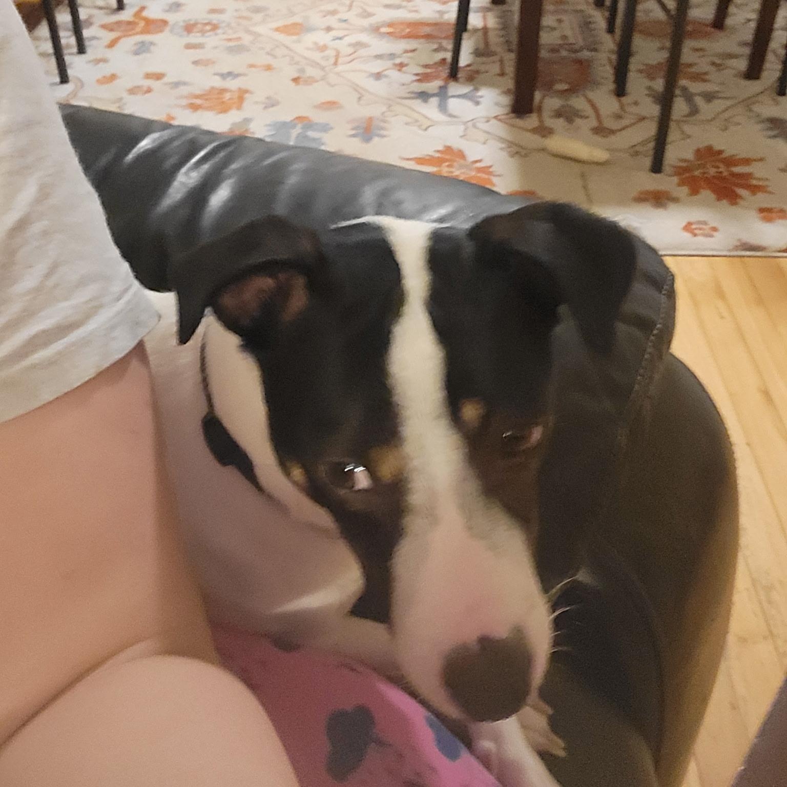 Enlarge Jax, an adopted Jack Russell Terrier in Albany, NY image 2/3