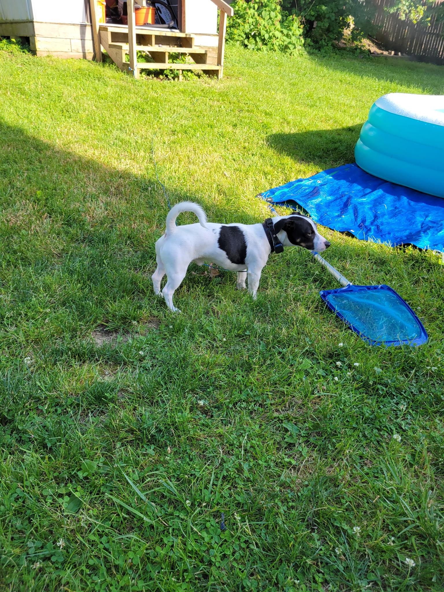 Jax, Adoptable, Adult Male Jack Russell Terrier.