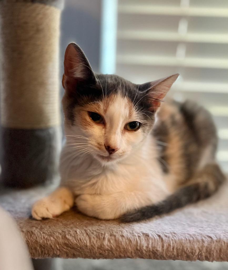 Pickled Ginger, Adoptable, Adult Female Calico.
