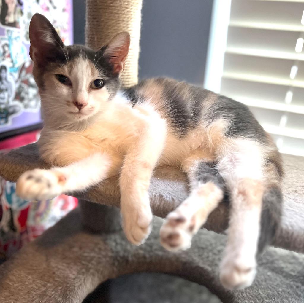 Enlarge Pickled Ginger, a Adoptable Calico in Buford, GA image 2/3