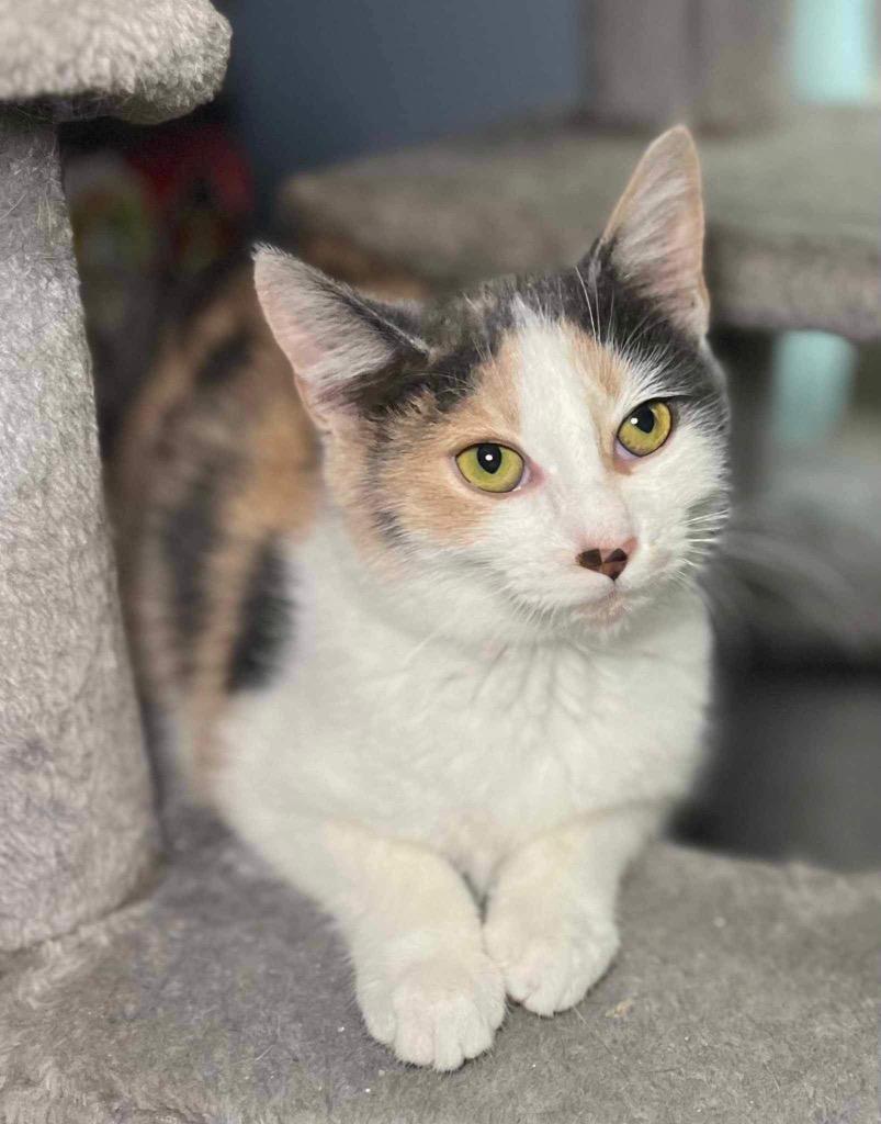 Enlarge Pickled Ginger, a Adoptable Calico in Buford, GA image 3/3