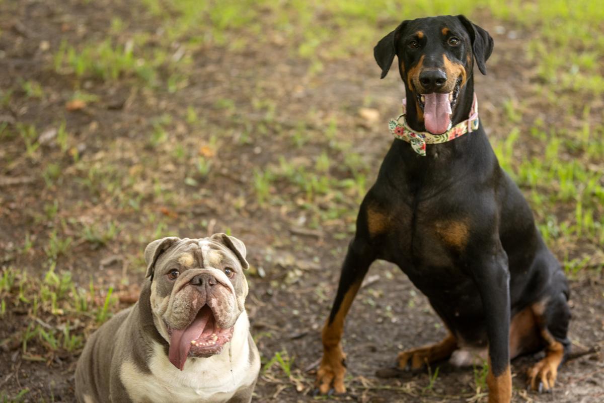 Enlarge Eggroll, an adopted English Bulldog in Caseyville, IL image 3/6