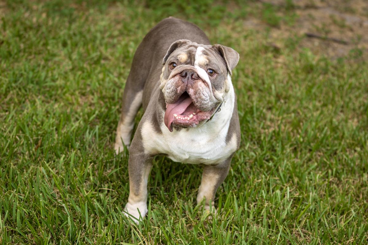 Eggroll, adopted, Adult Male English Bulldog.