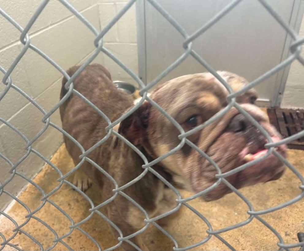 Enlarge Eggroll, an adopted English Bulldog in Caseyville, IL image 6/6