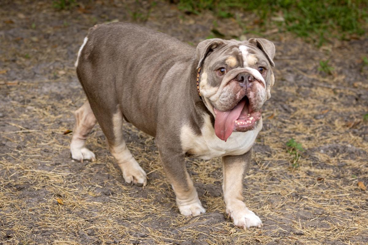 Enlarge Eggroll, an adopted English Bulldog in Caseyville, IL image 4/6