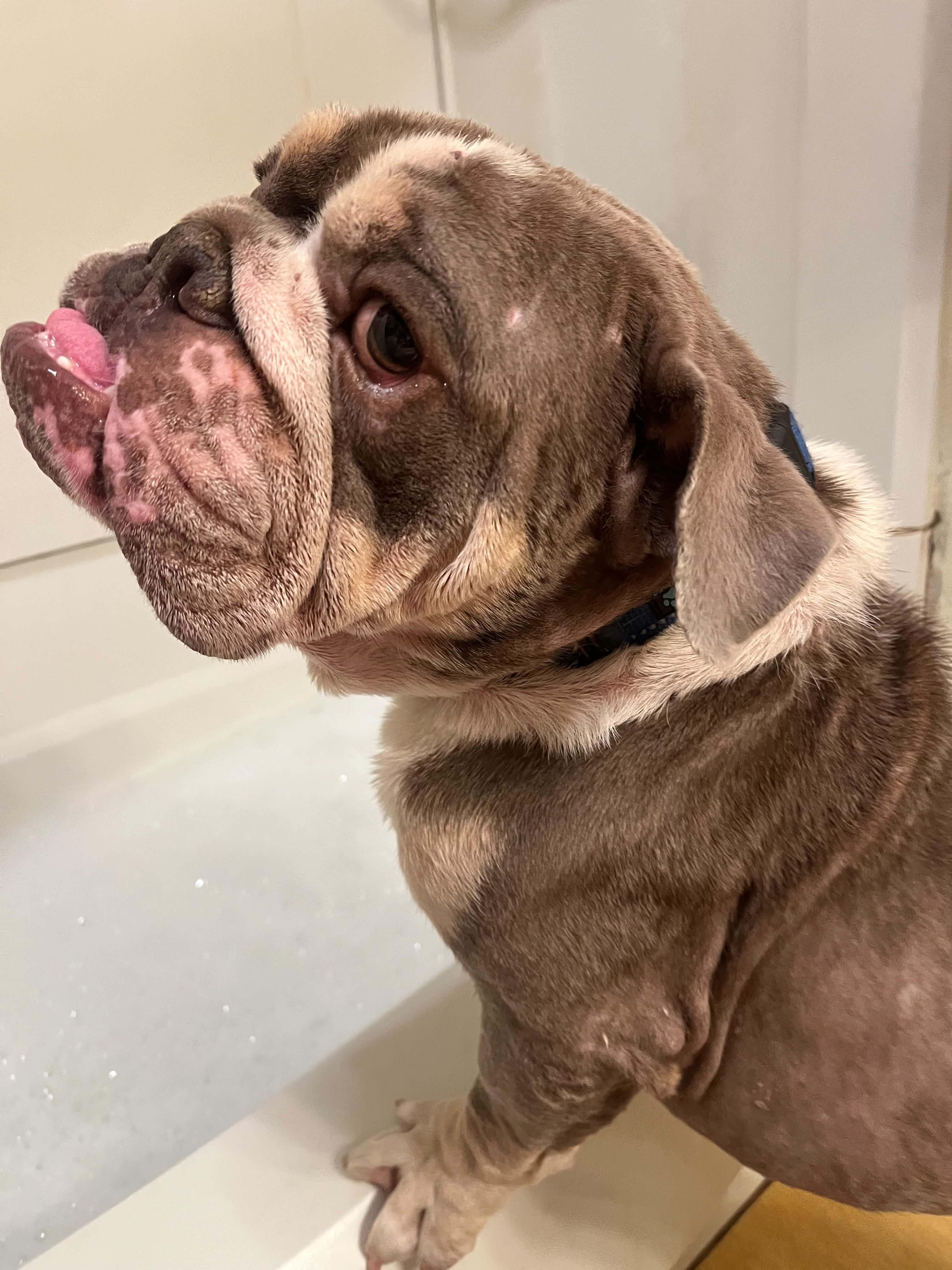 Enlarge Eggroll, an adopted English Bulldog in Caseyville, IL image 2/6