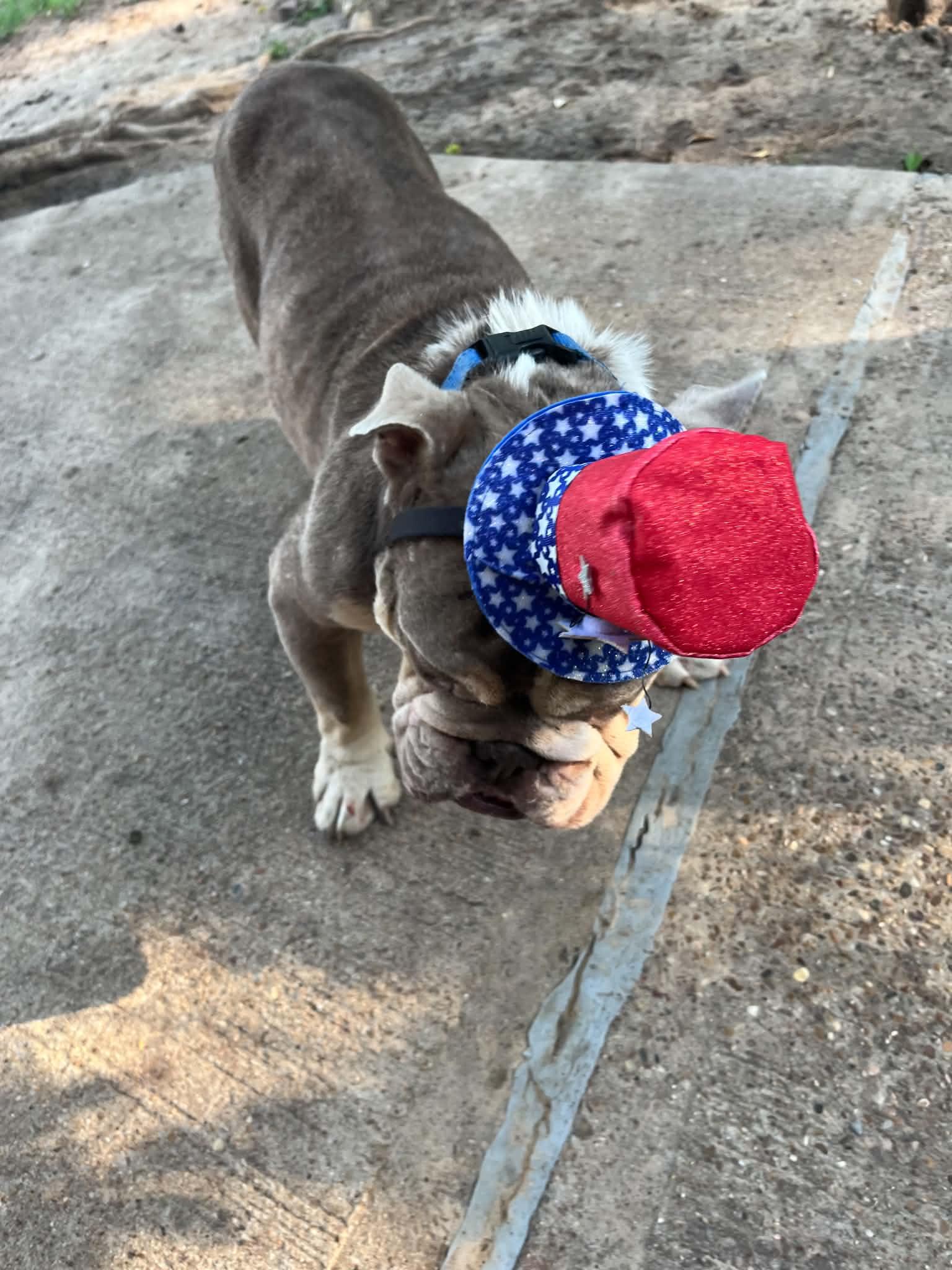 Enlarge Eggroll, an adopted English Bulldog in Caseyville, IL image 5/6