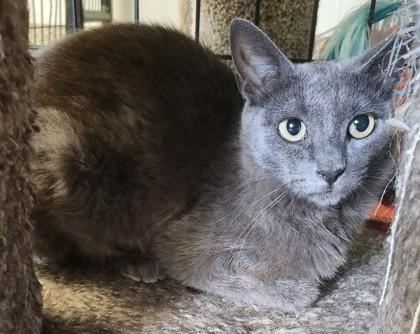Enlarge Junior, a Adoptable Domestic Short Hair in Pendleton, OR image 1/1