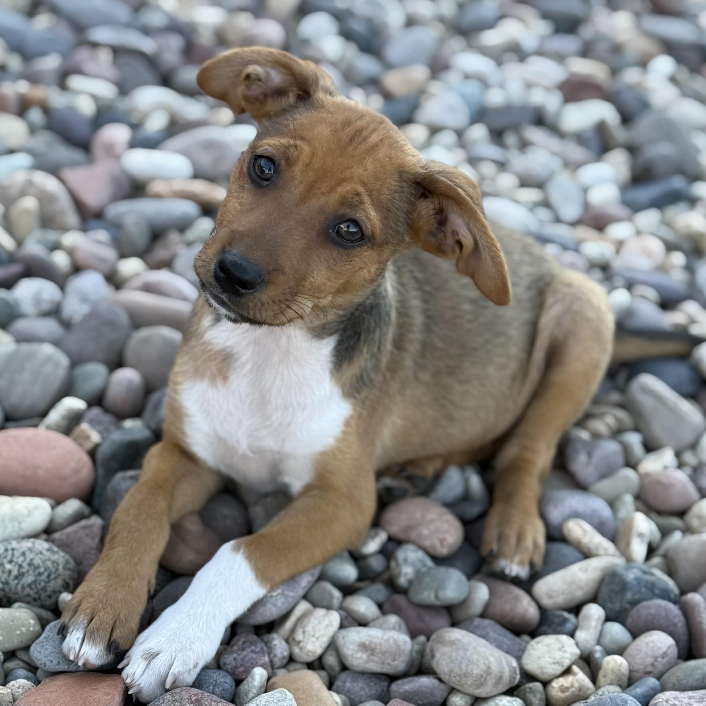 Enlarge Quinoa (Carb Litter), a Adoptable mixed breed in San Diego, CA image 5/5