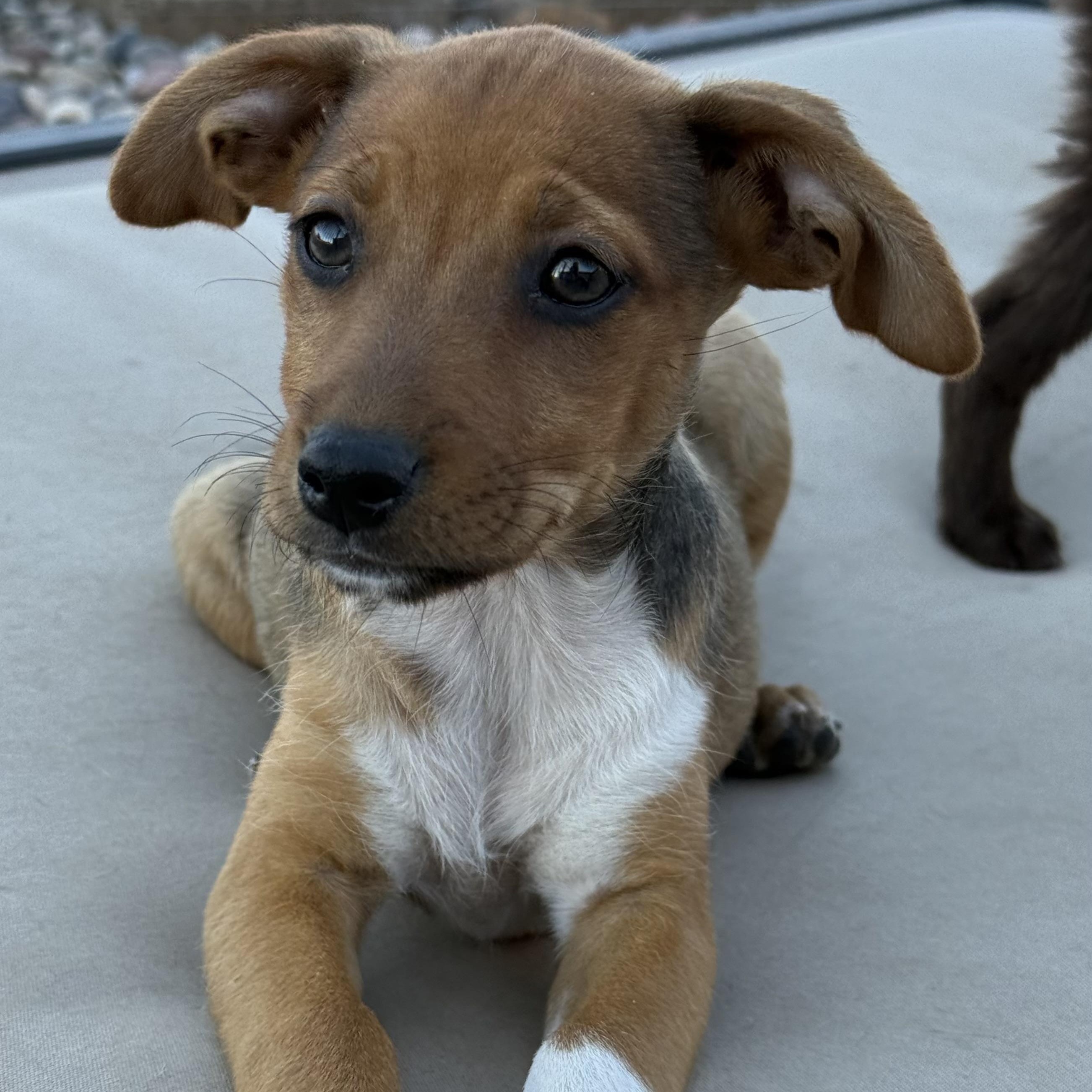 Enlarge Quinoa (Carb Litter), a Adoptable mixed breed in San Diego, CA image 3/5