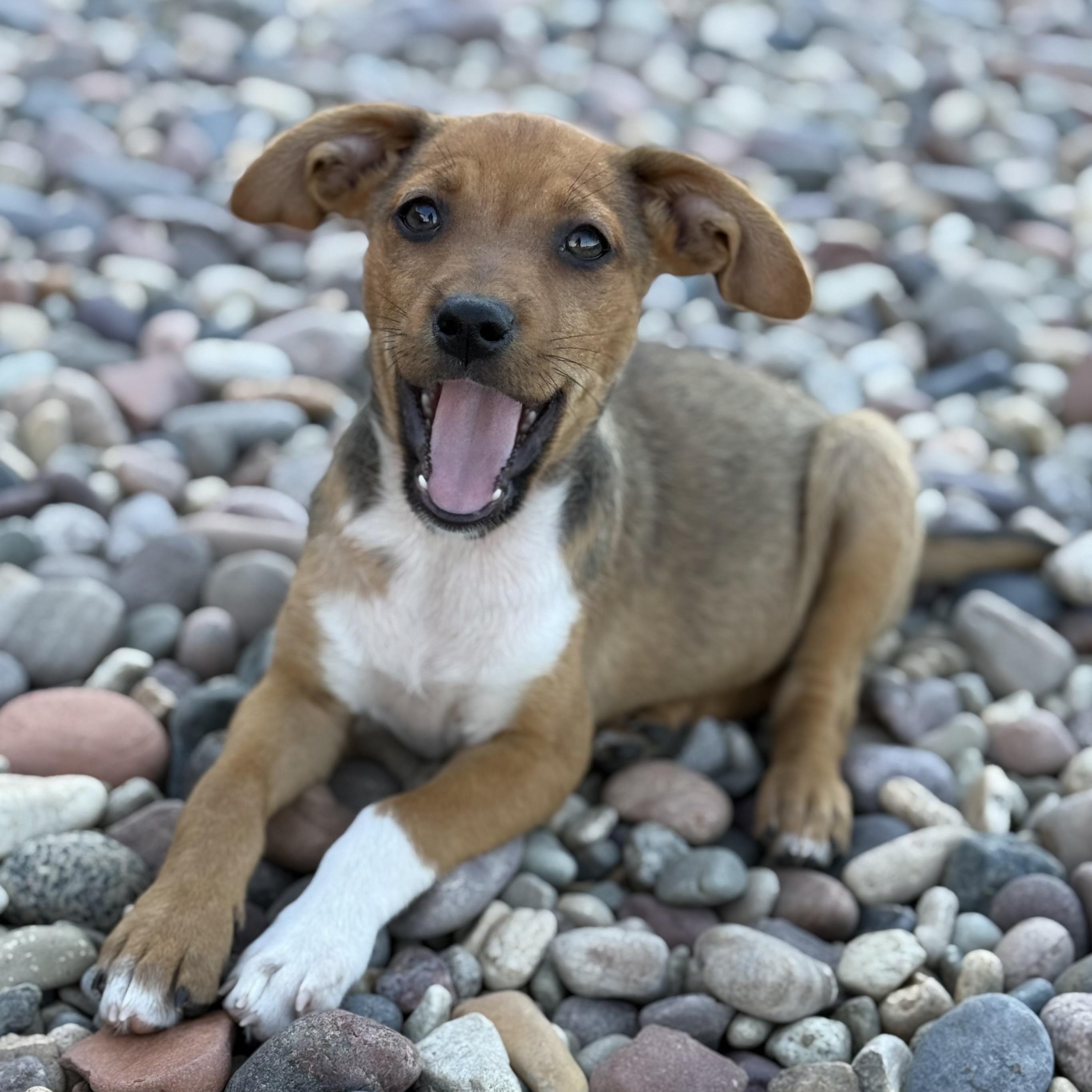 Enlarge Quinoa (Carb Litter), a Adoptable mixed breed in San Diego, CA image 4/5